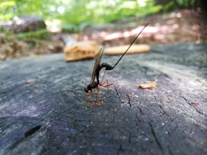 A close-up of an insect, possibly a wasp, with long antennae and a slender body perched on a textured wooden surface. The background is blurred, showing green foliage and natural outdoor elements, suggesting a forest or wooded area.