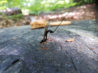 A close-up of an insect, possibly a wasp, with long antennae and a slender body perched on a textured wooden surface. The background is blurred, showing green foliage and natural outdoor elements, suggesting a forest or wooded area.