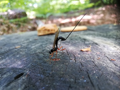 A close-up of an insect, possibly a wasp, with long antennae and a slender body perched on a textured wooden surface. The background is blurred, showing green foliage and natural outdoor elements, suggesting a forest or wooded area.