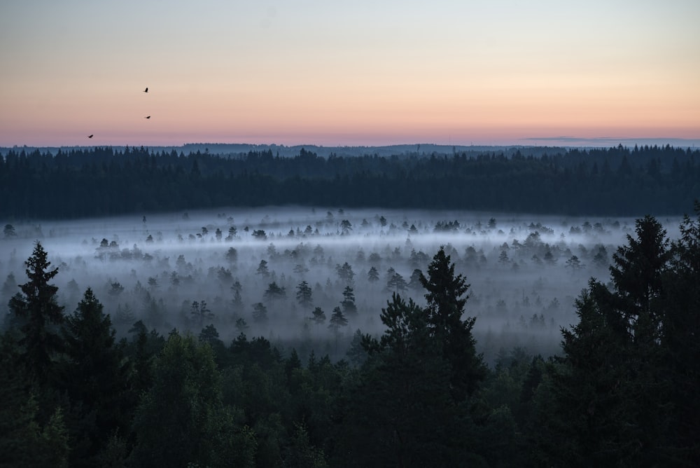 a foggy forest with a bird flying in the distance