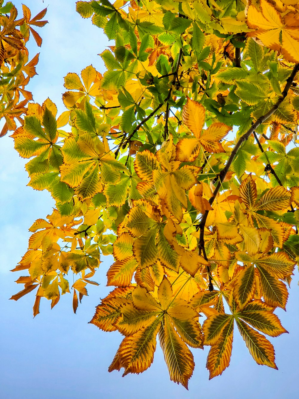 the leaves of a tree in autumn against a blue sky