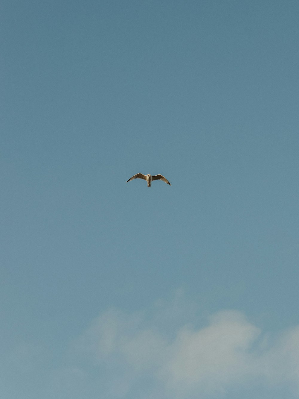 a large bird flying through a blue sky