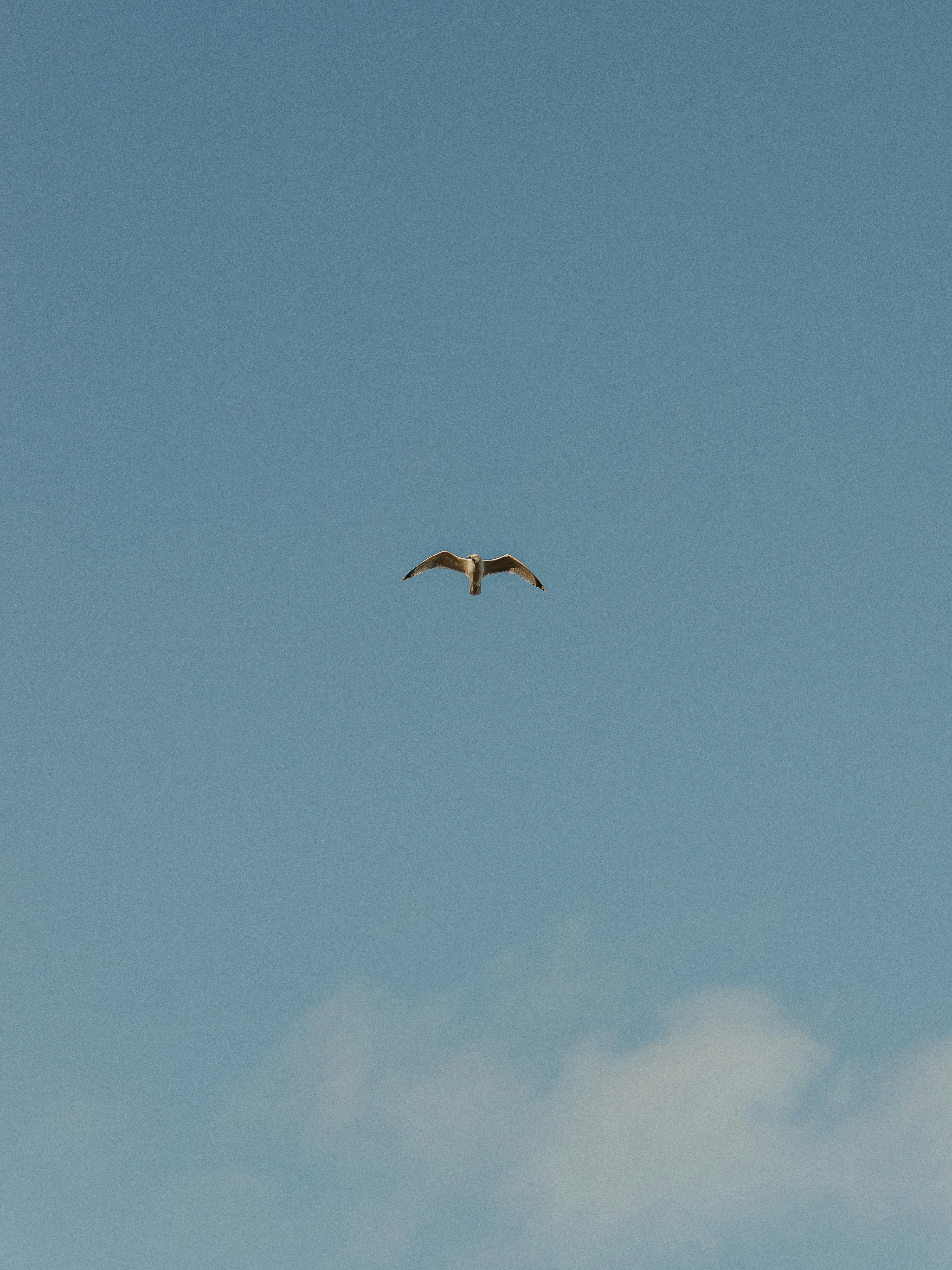 Tried my best to get a bird shot with my fixed 80mm