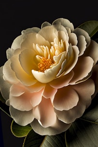 a close up of a flower on a black background