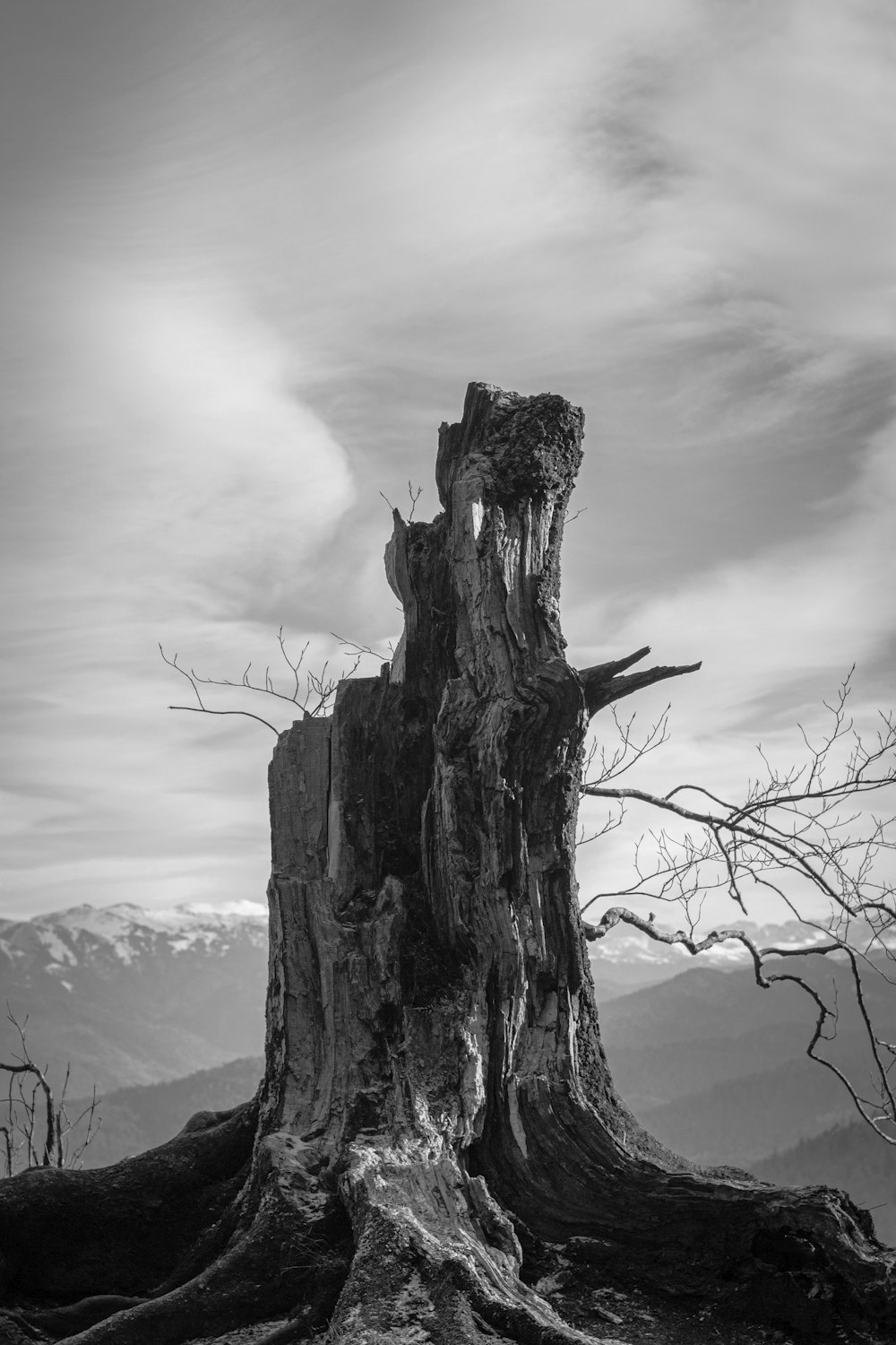 a tree stump with a mountain in the background