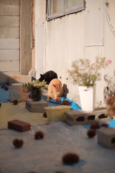 A sunlit outdoor area with a blue tarp covering the ground, partially overlaid with a yellow and white checkered pattern. Two cats, one black and one ginger, are present, with the ginger cat sitting among scattered chestnut-like objects. Concrete blocks, a potted plant, and various containers are also visible, with a corrugated wall in the background.