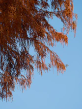 Golden autumn leaves falling gently from a healthy tree.