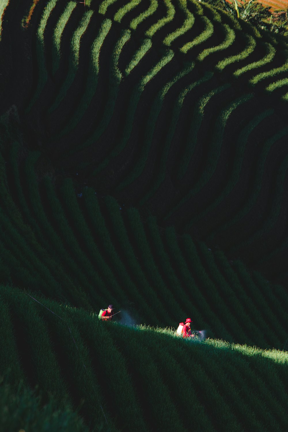 a couple of people riding down a lush green hillside