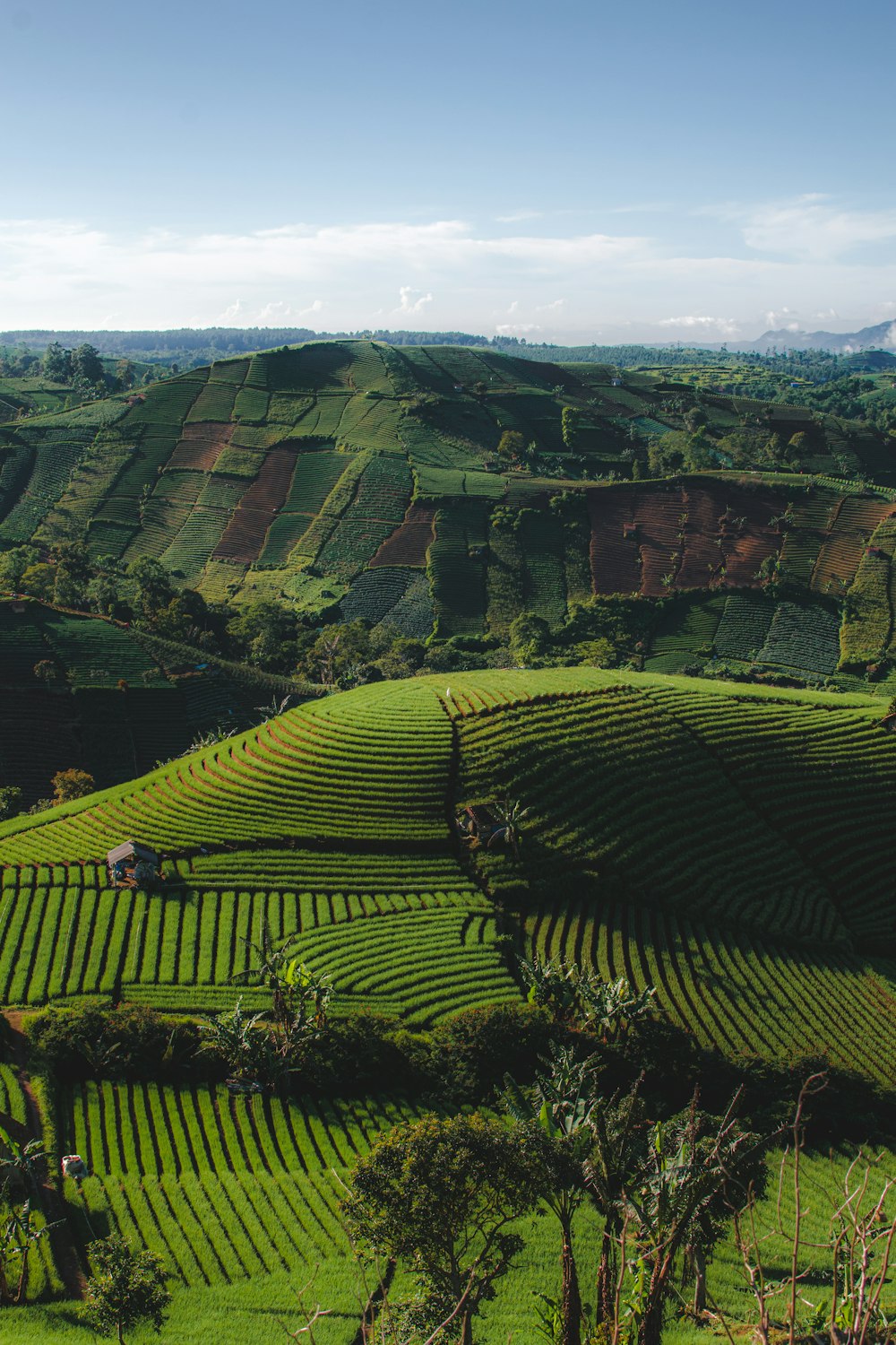 a lush green hillside covered in lots of trees