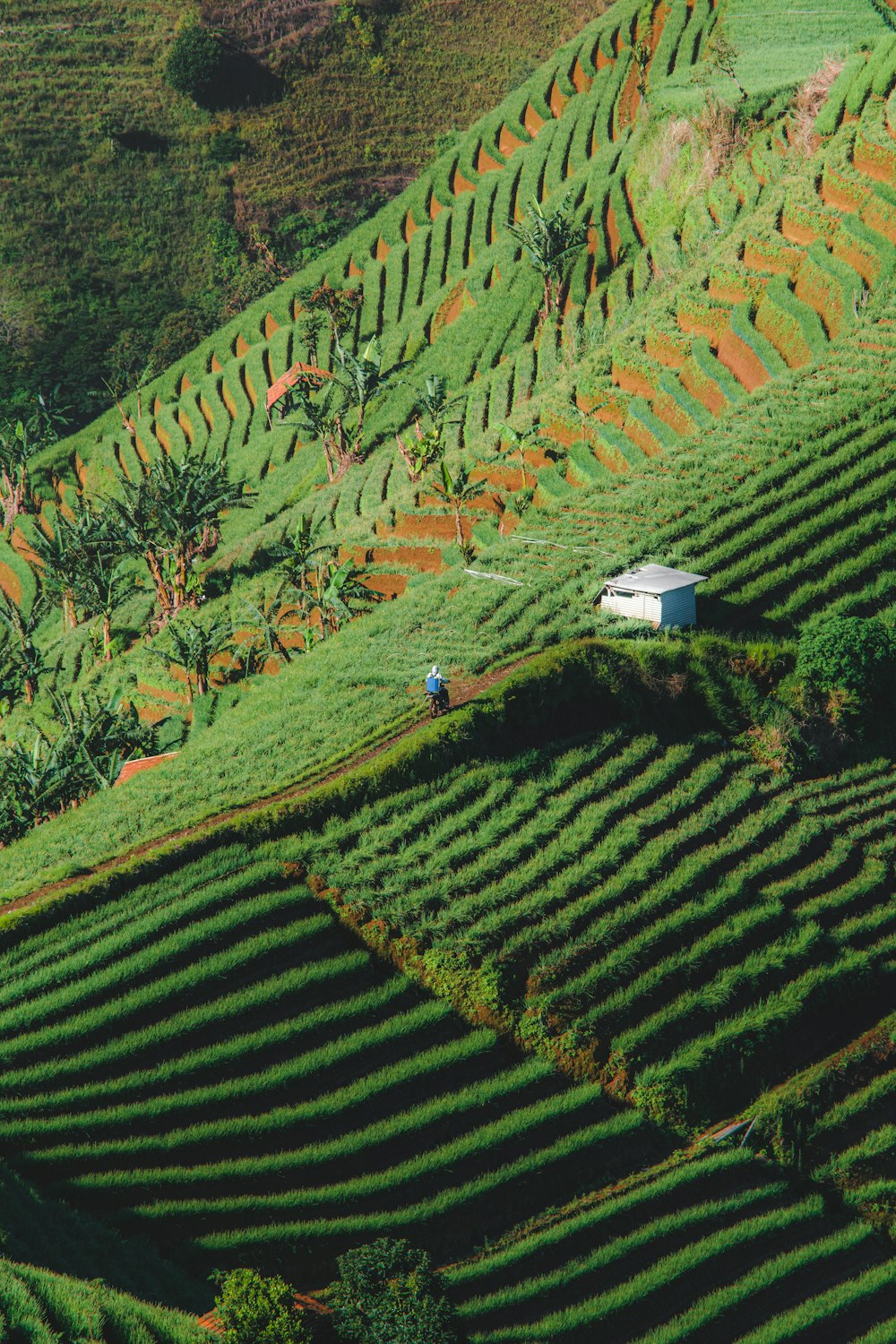 a field with a house in the middle of it