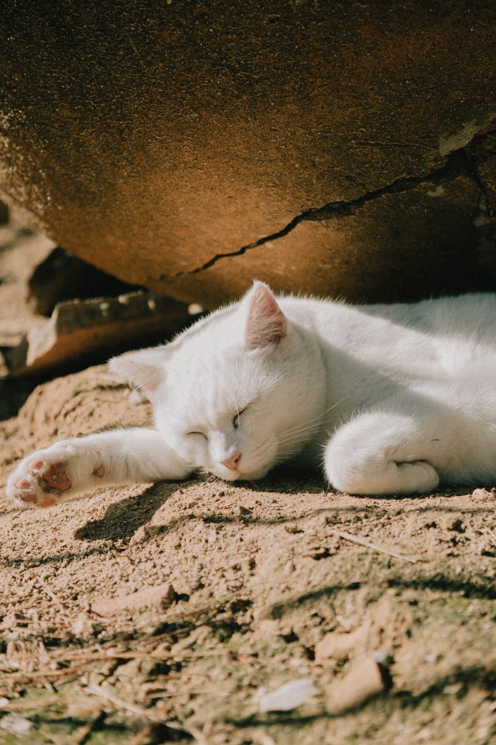 a white cat laying on top of a sandy ground