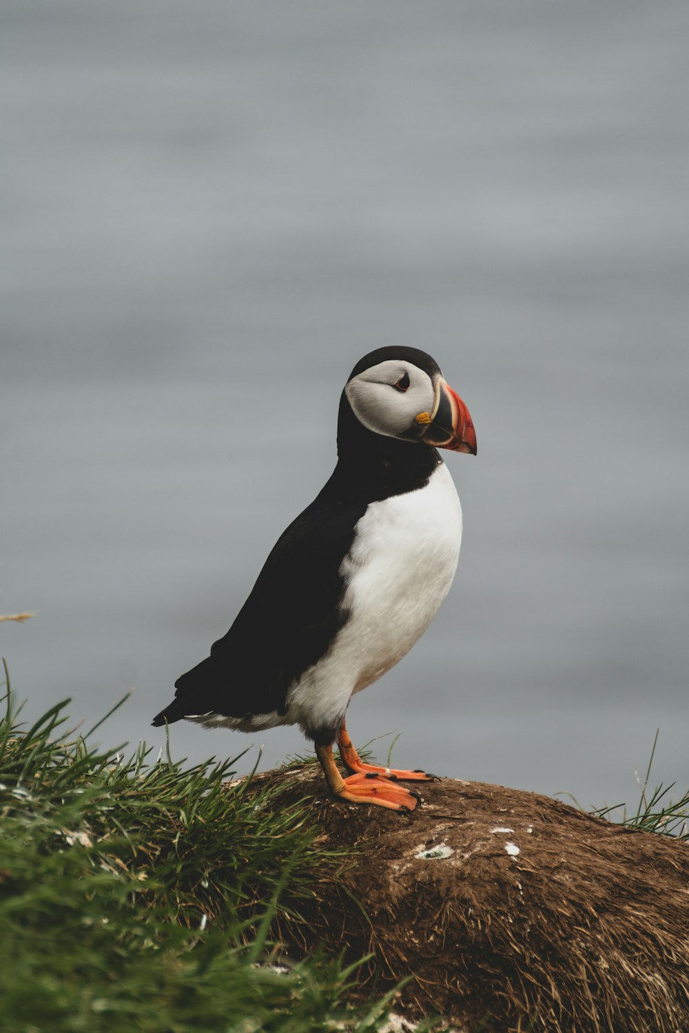 a black and white bird sitting on top of a grass covered hill