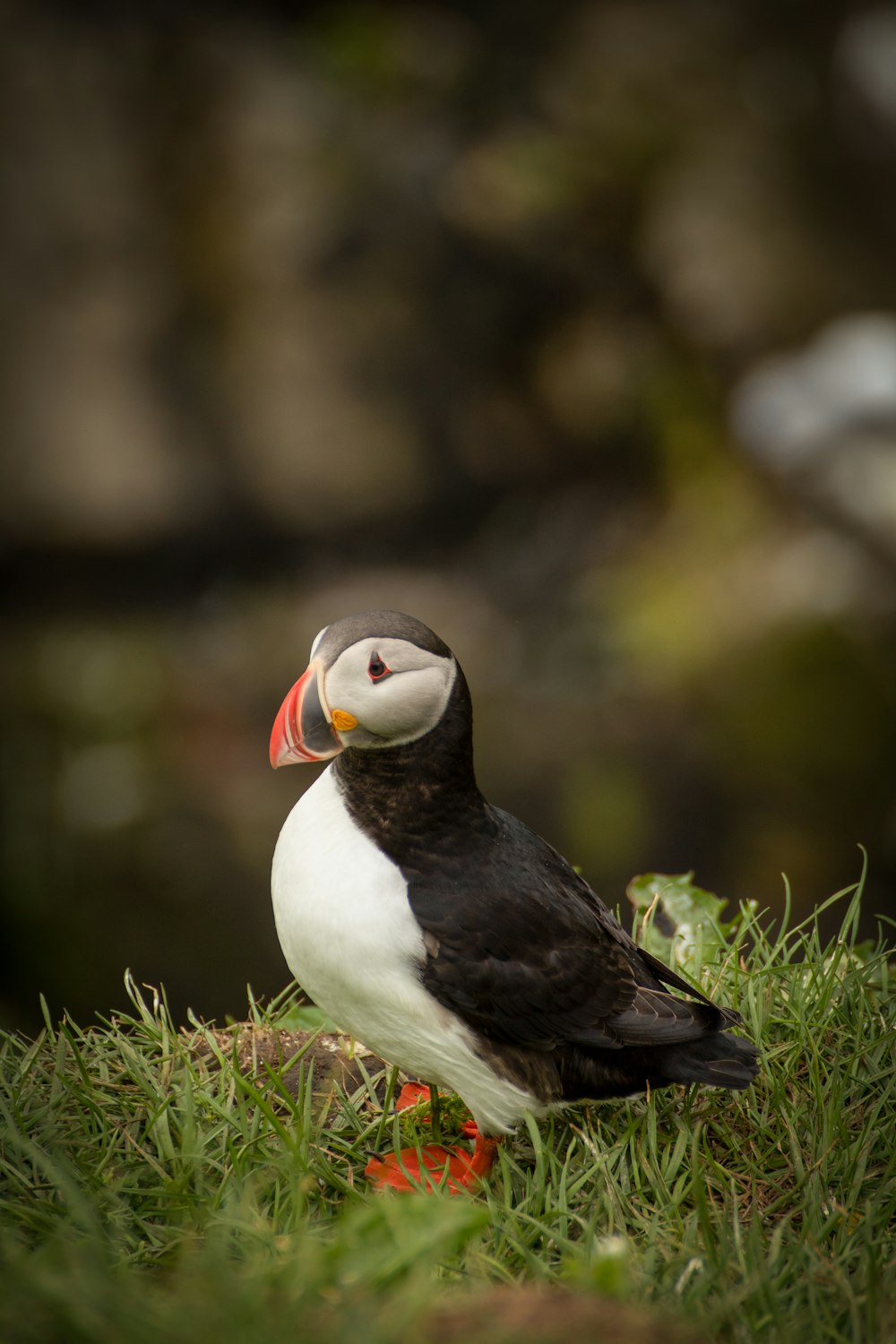 a black and white bird sitting on top of a lush green field