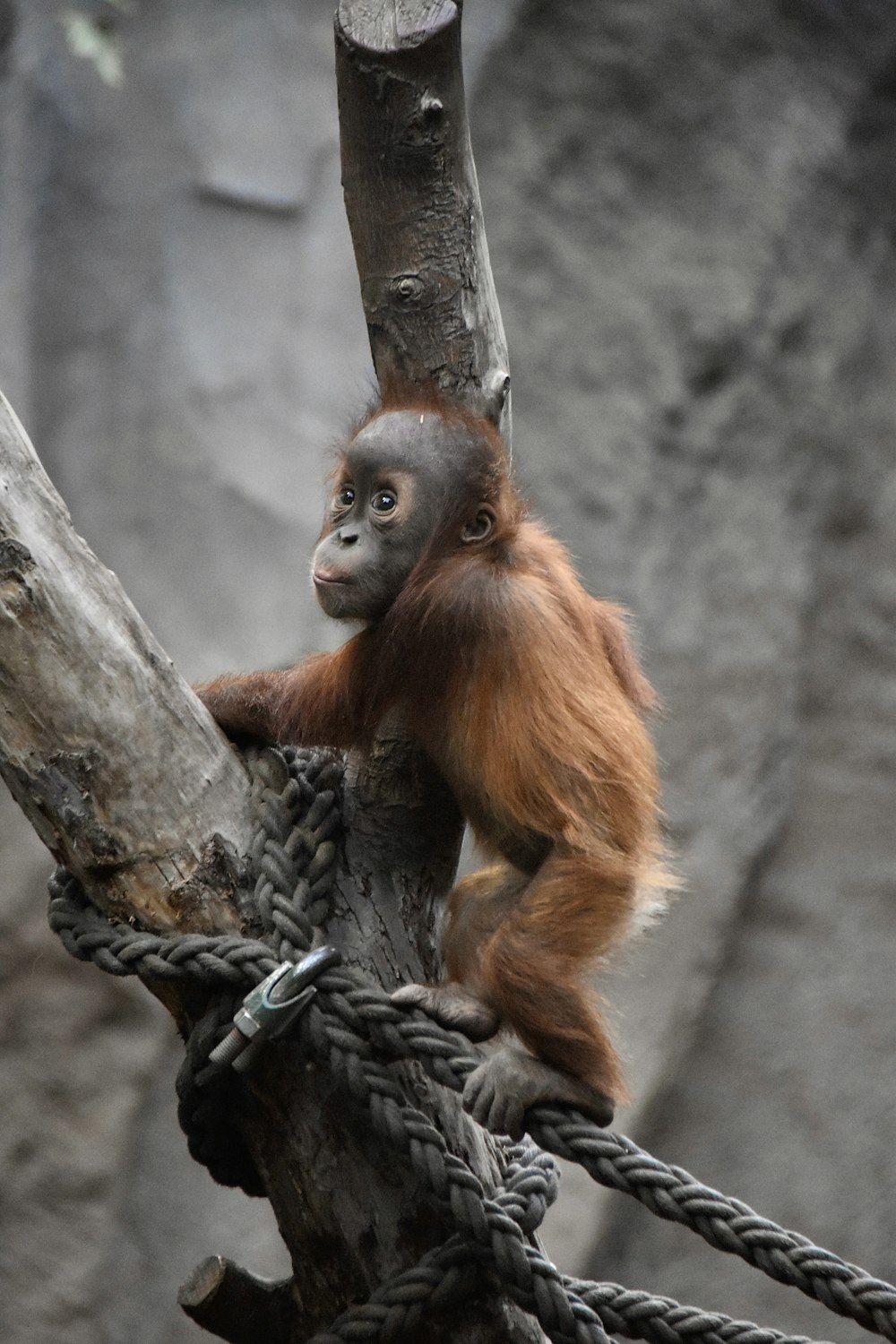 an oranguel hanging from a rope in a zoo enclosure