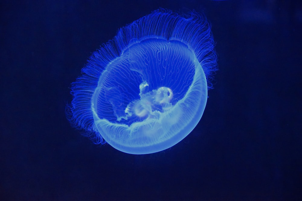 a blue jellyfish floating in the dark water