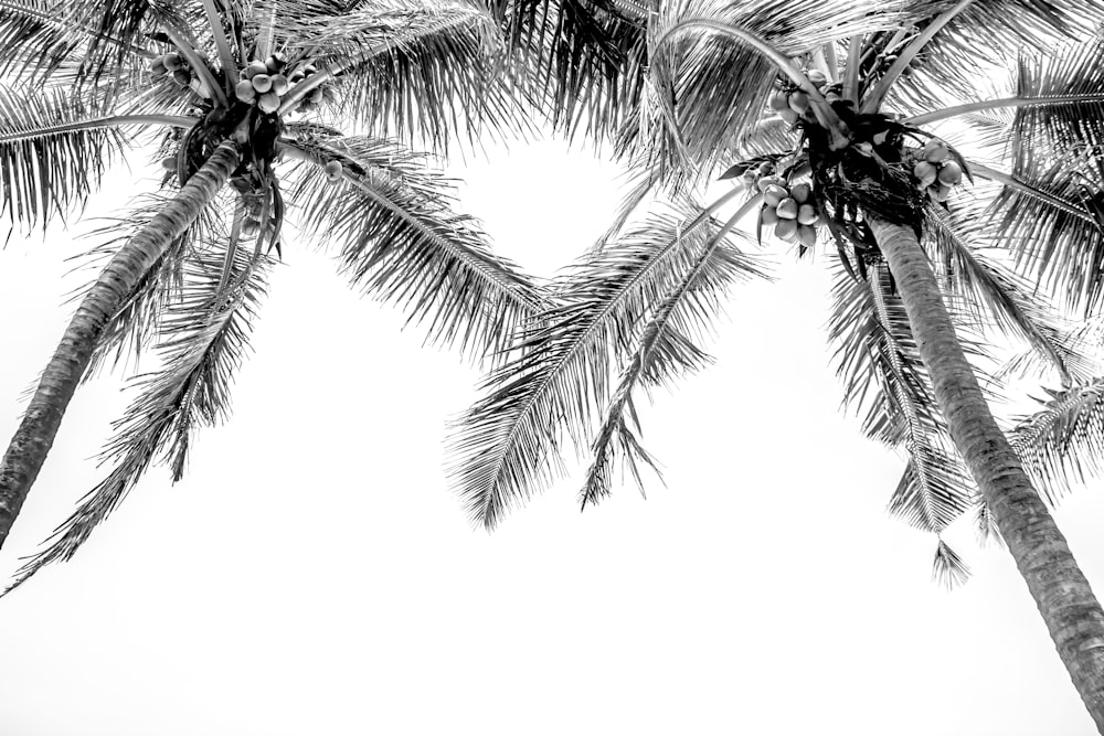 a black and white photo of two palm trees