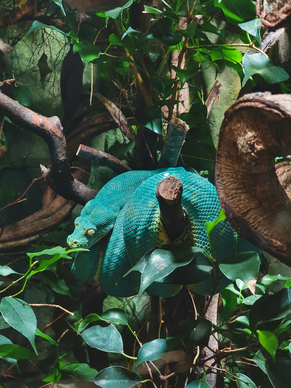 a stuffed animal in a tree surrounded by leaves