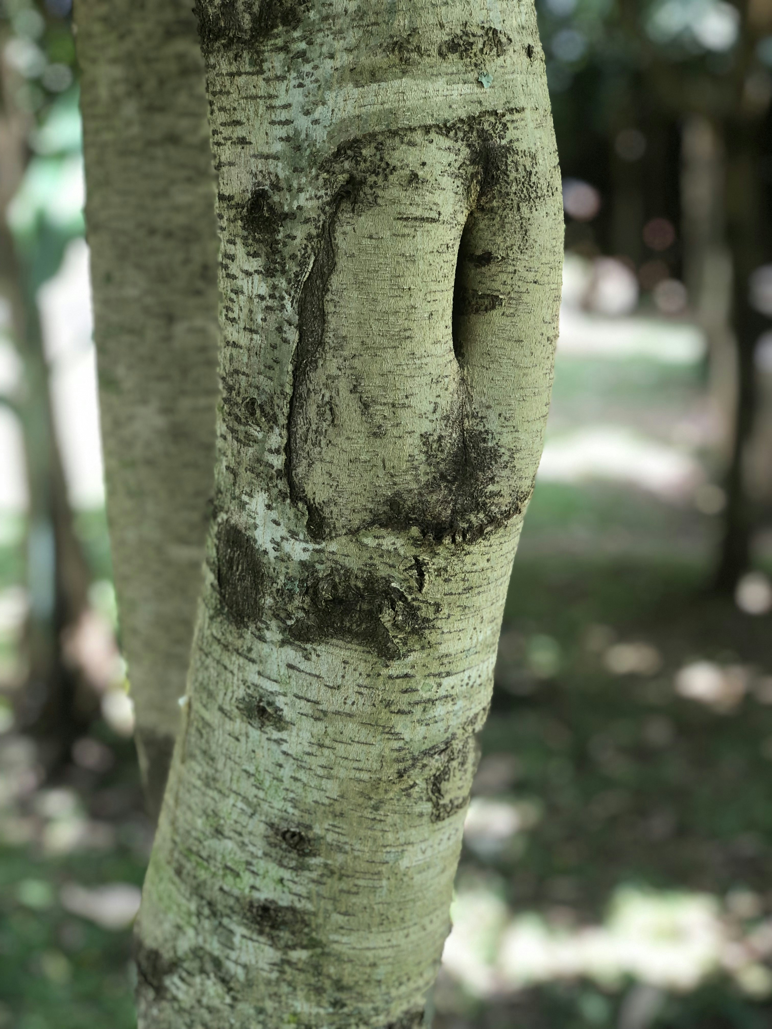 a close up of a tree trunk with a face drawn on it