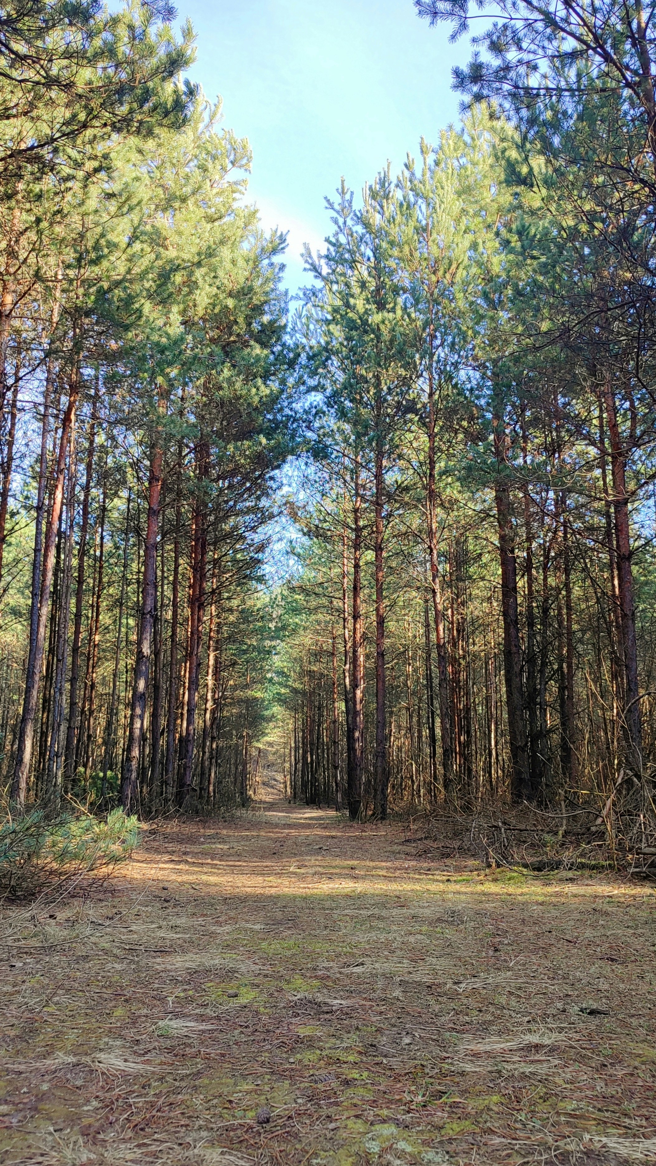 a dirt road surrounded by tall pine trees