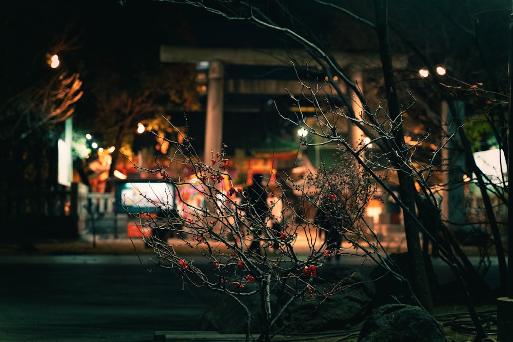 a tree with red berries in the middle of a street