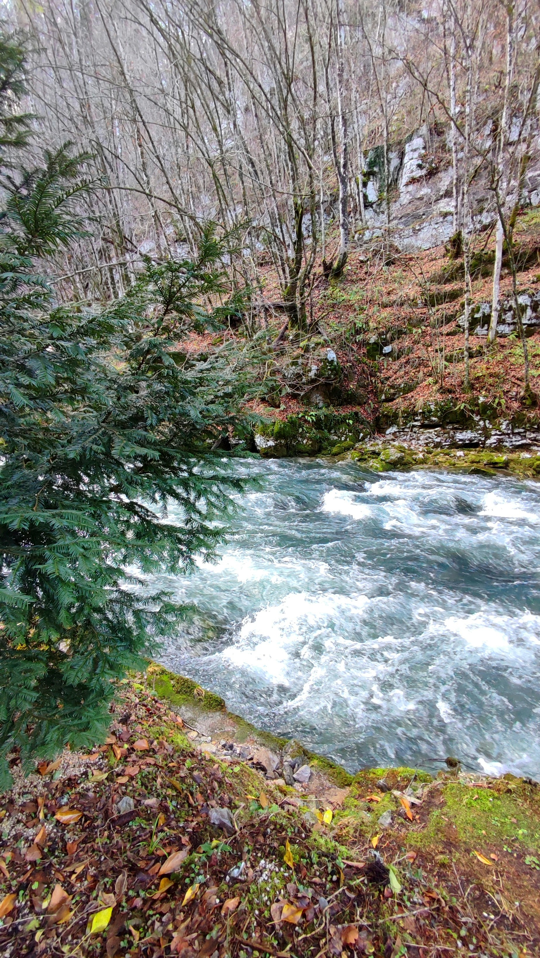 A river running through a forest filled with trees photo – Free Forest ...