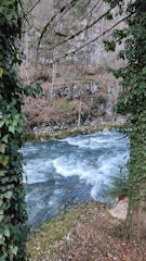 A flowing river with clear blue water runs through a forested area, bordered by trees and lush green vegetation. The river has white water indicating a fast current. The surrounding trees have sparse leaves, suggesting it's either late autumn or early spring. Dense ivy clings to the tree trunks, creating a frame for the river scenery.