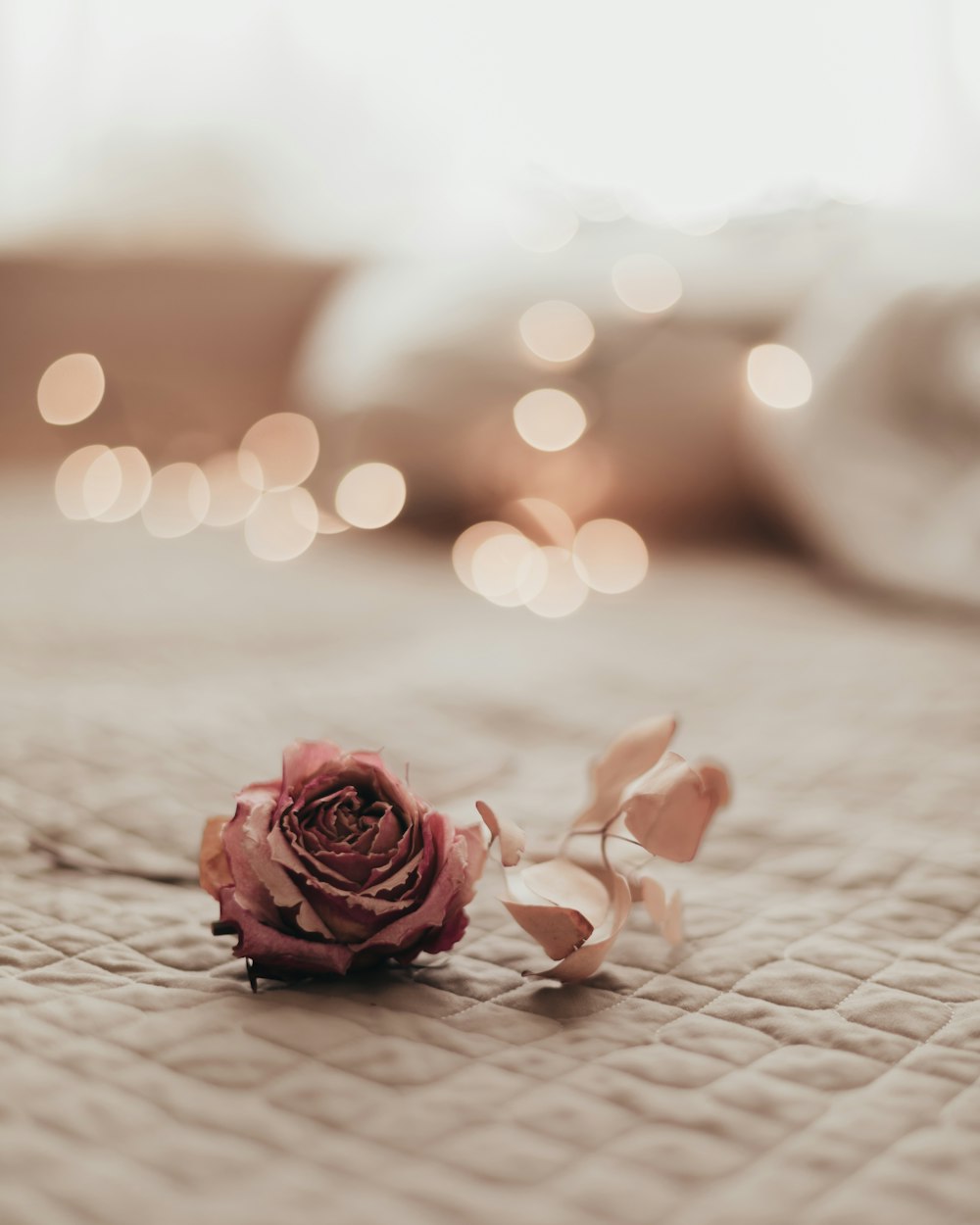 a single rose sitting on top of a bed
