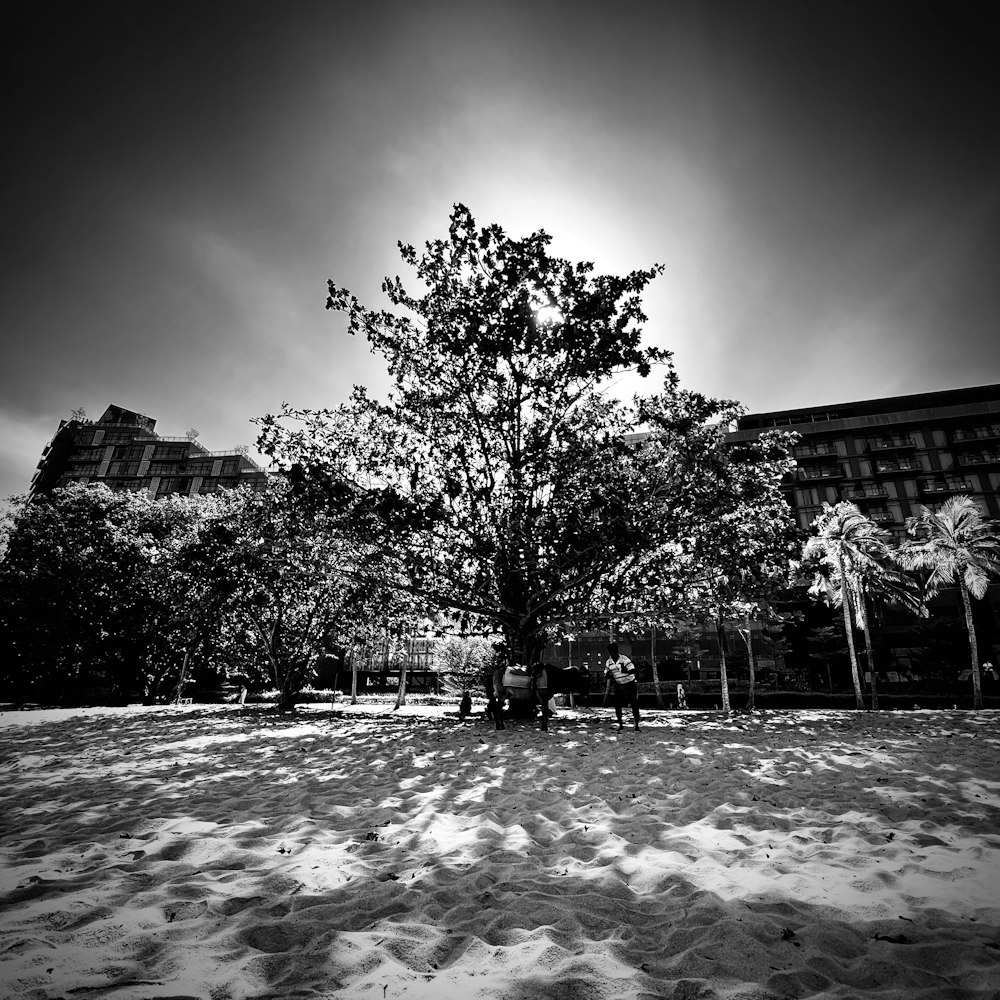 a black and white photo of a tree in the snow