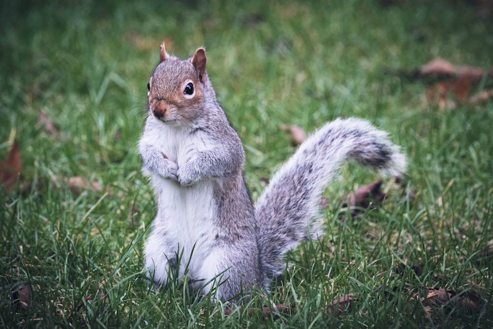 a squirrel sitting on its hind legs in the grass