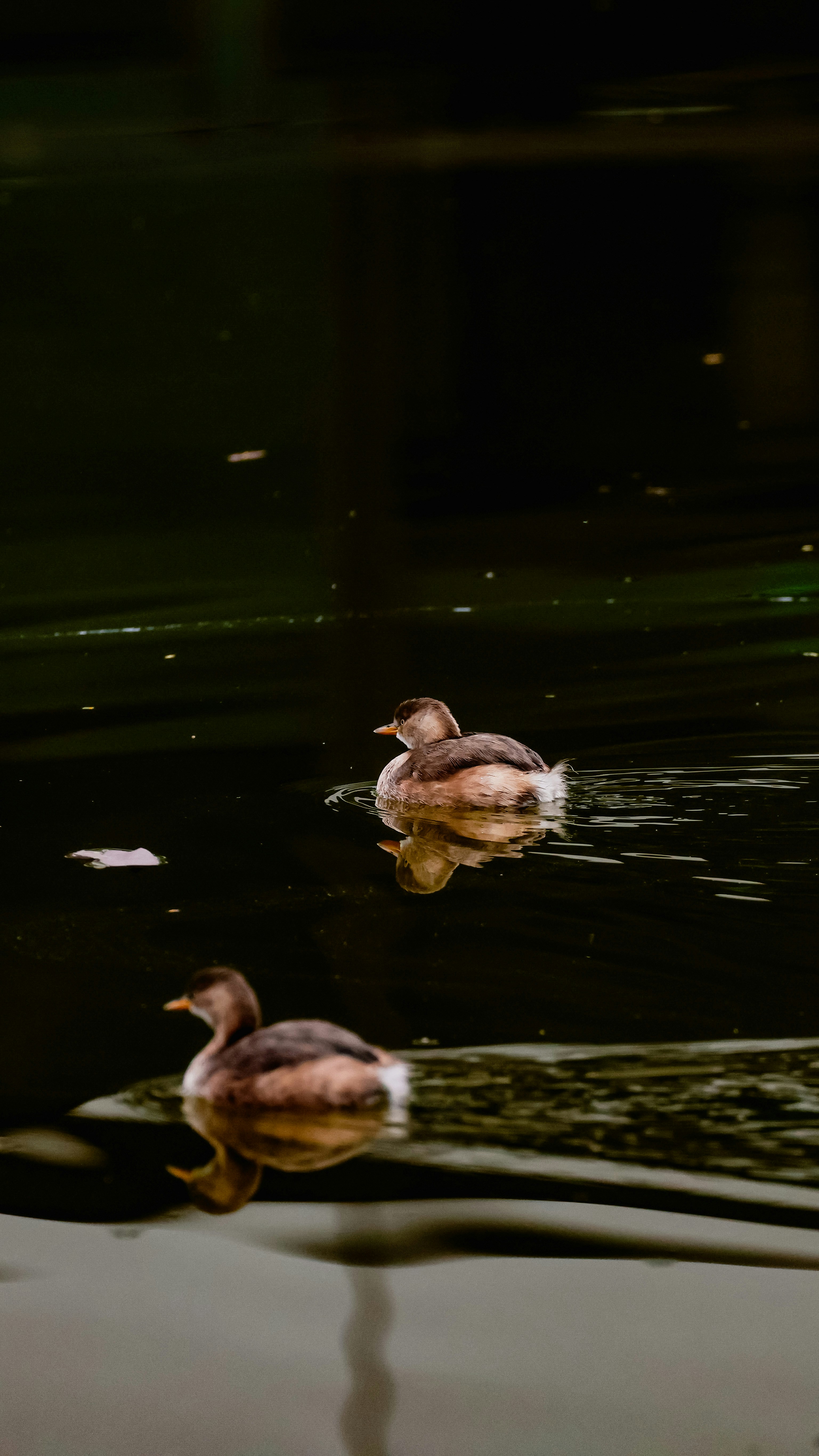 Photo by dickenslin76