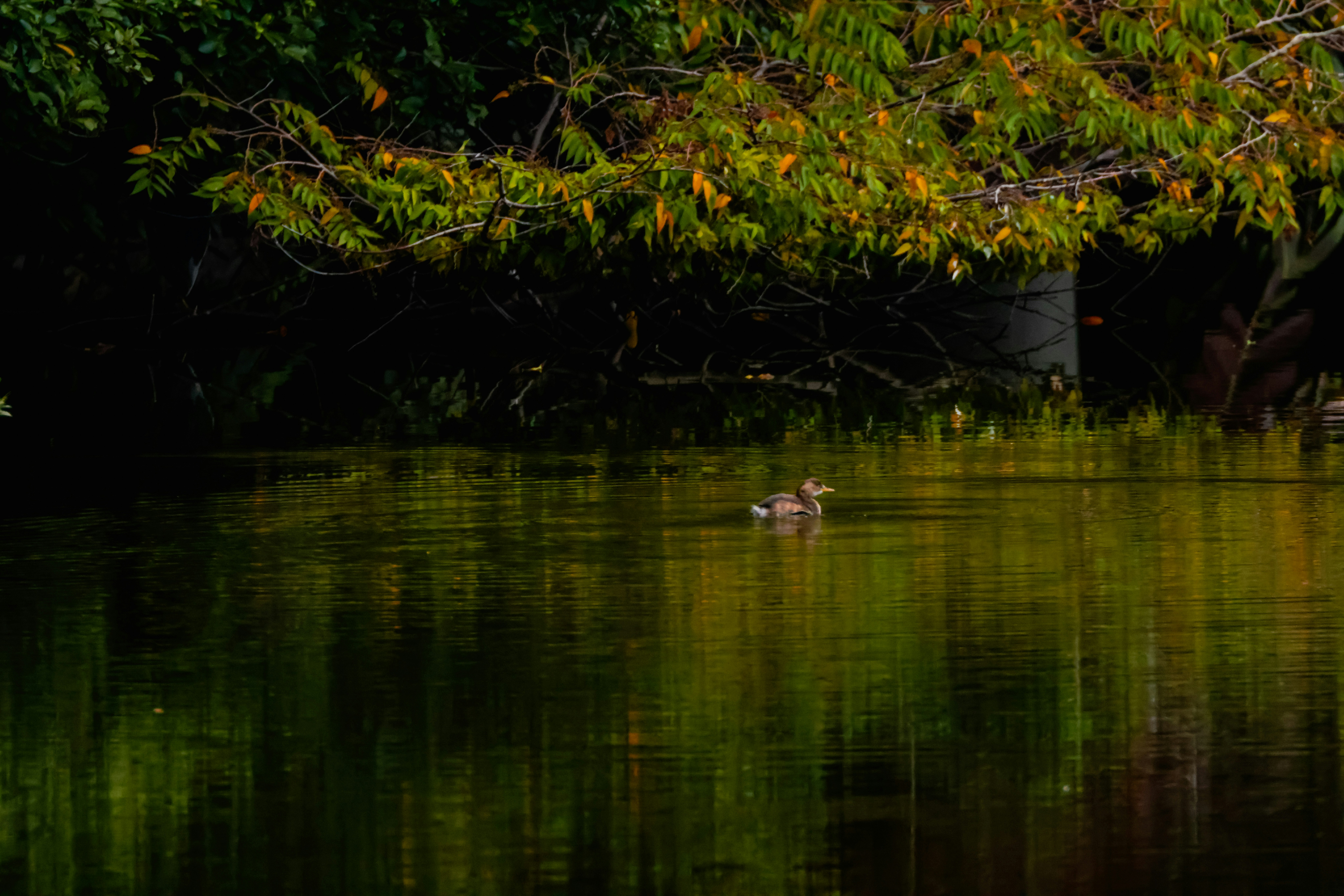 Photo by dickenslin76