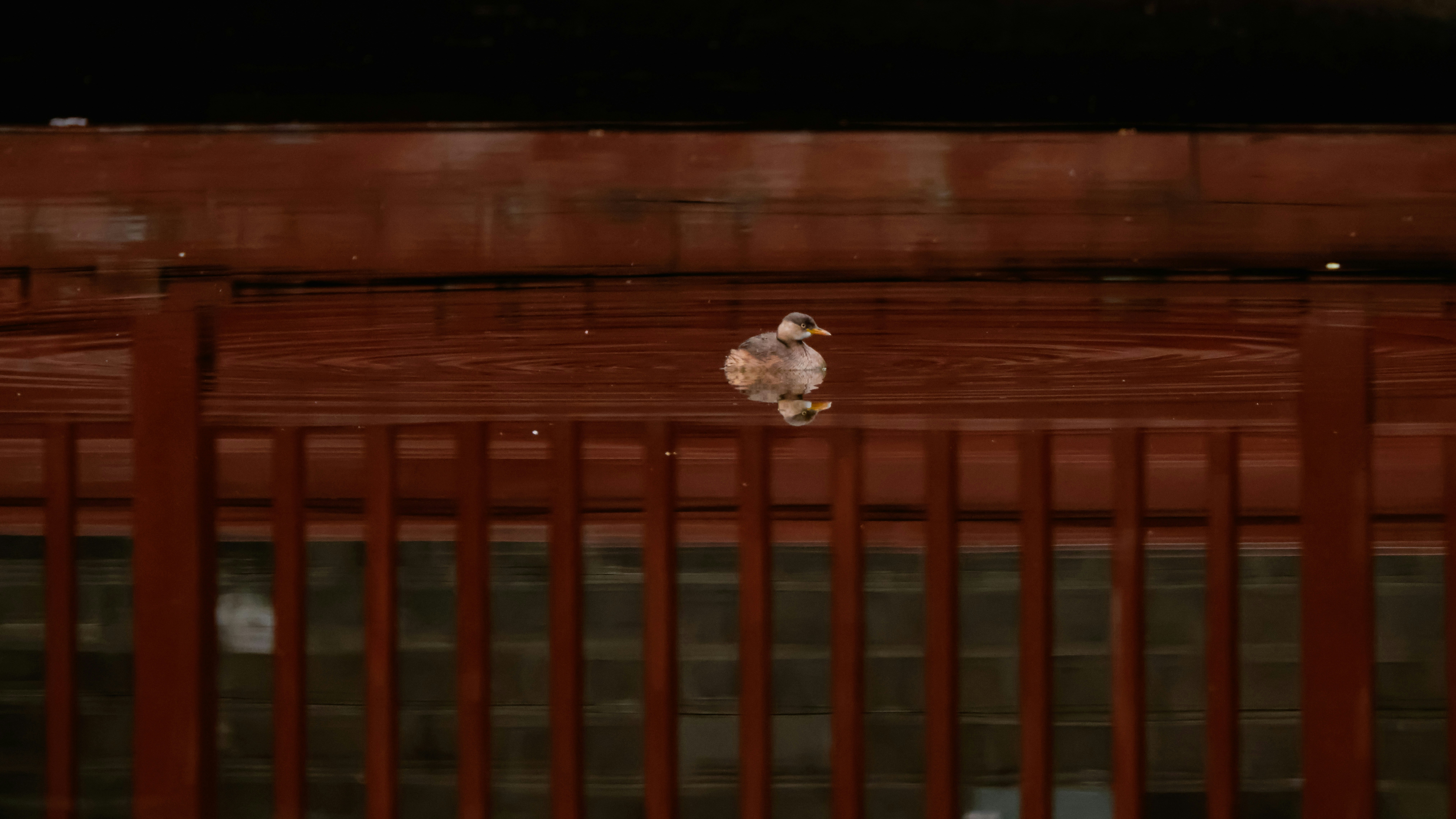 Photo by dickenslin76