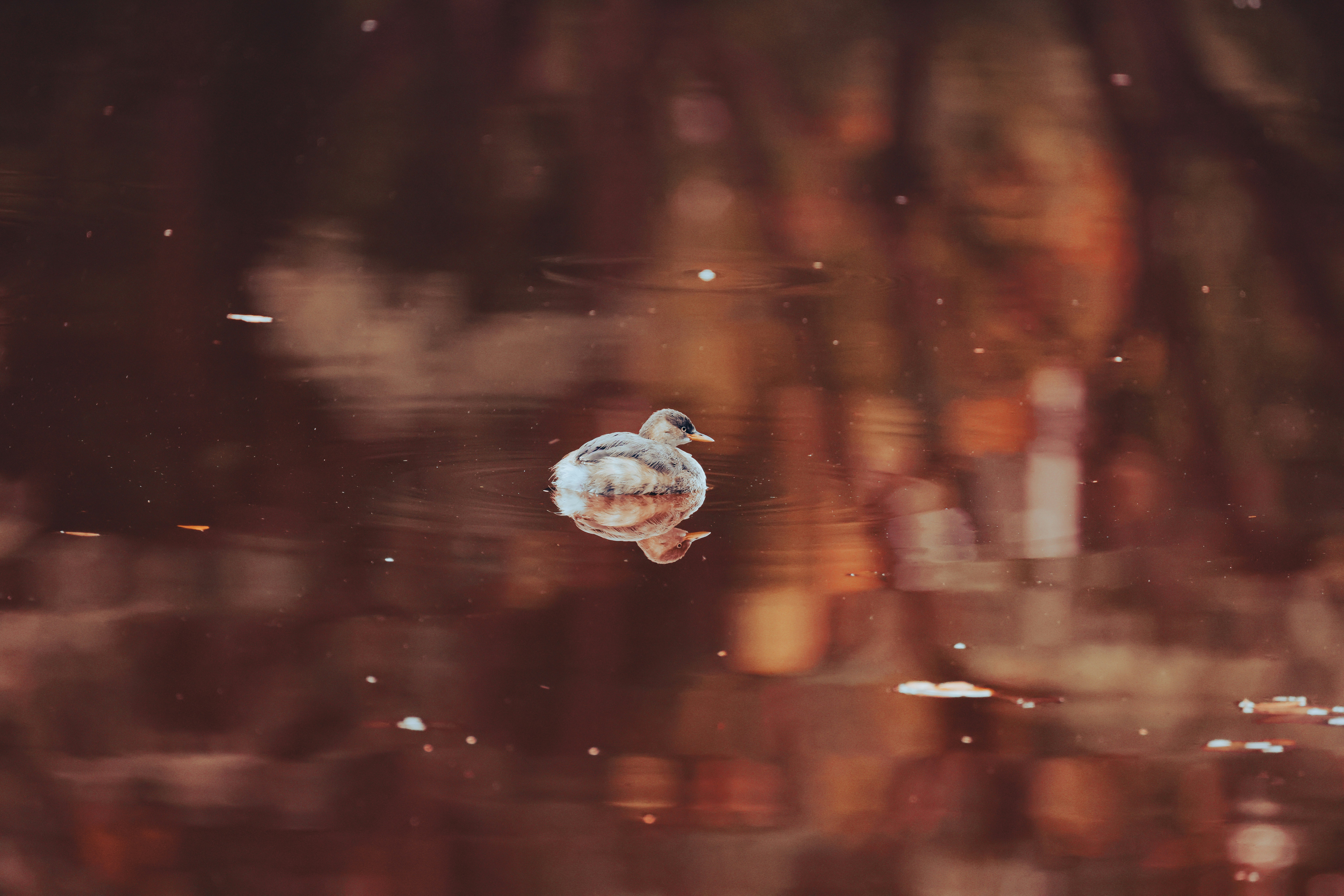 Photo by dickenslin76