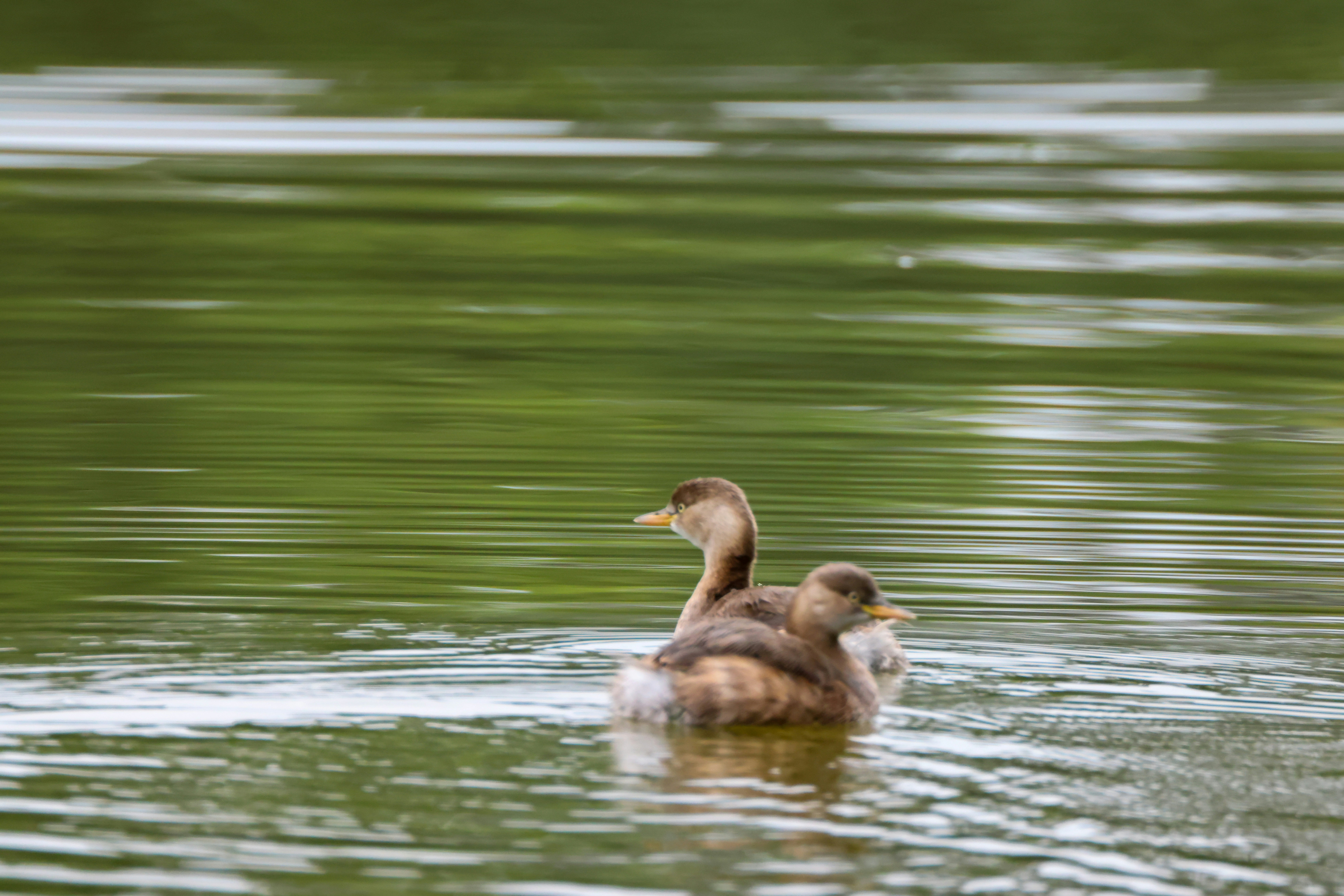 Photo by dickenslin76