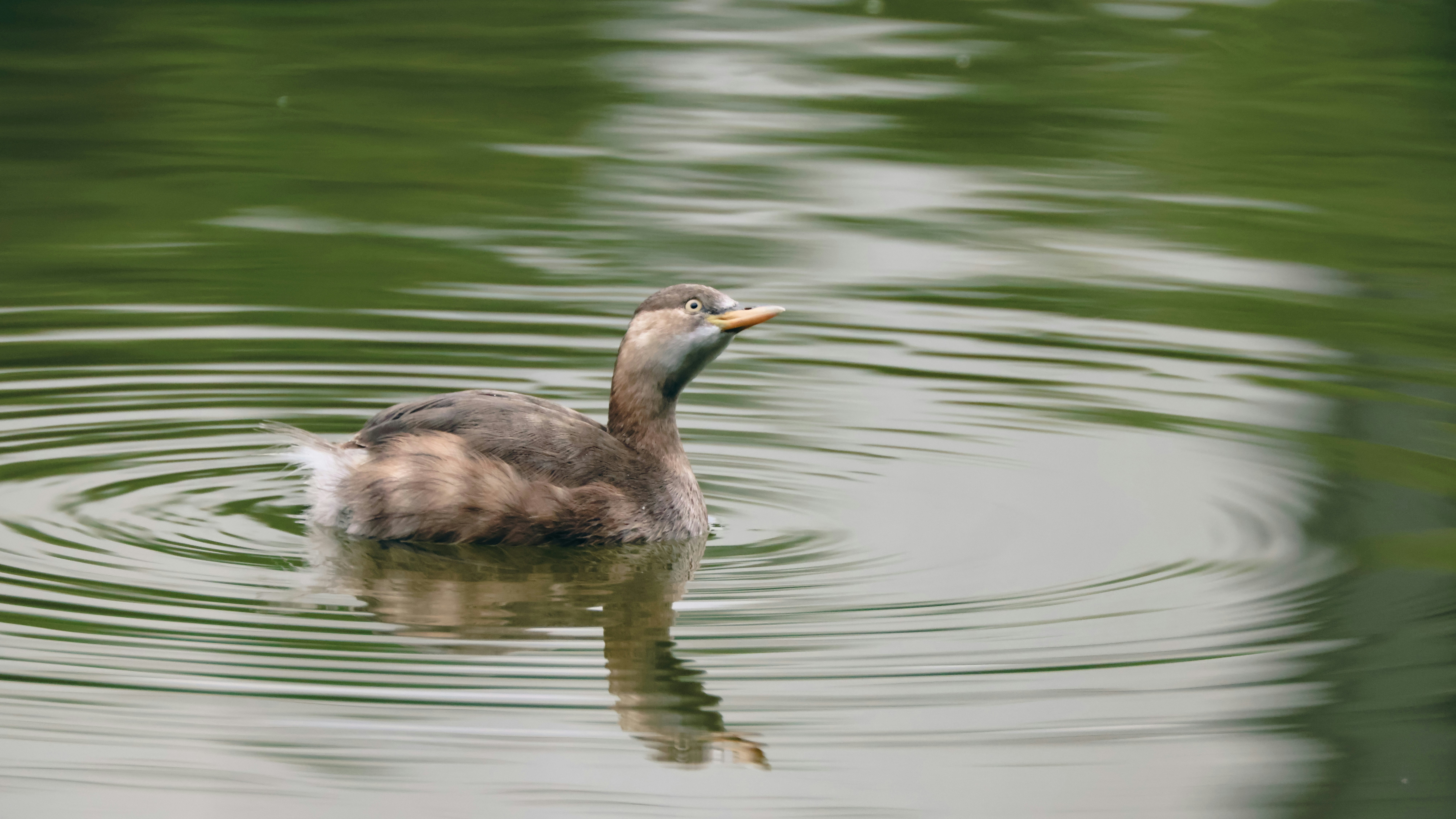 Photo by dickenslin76