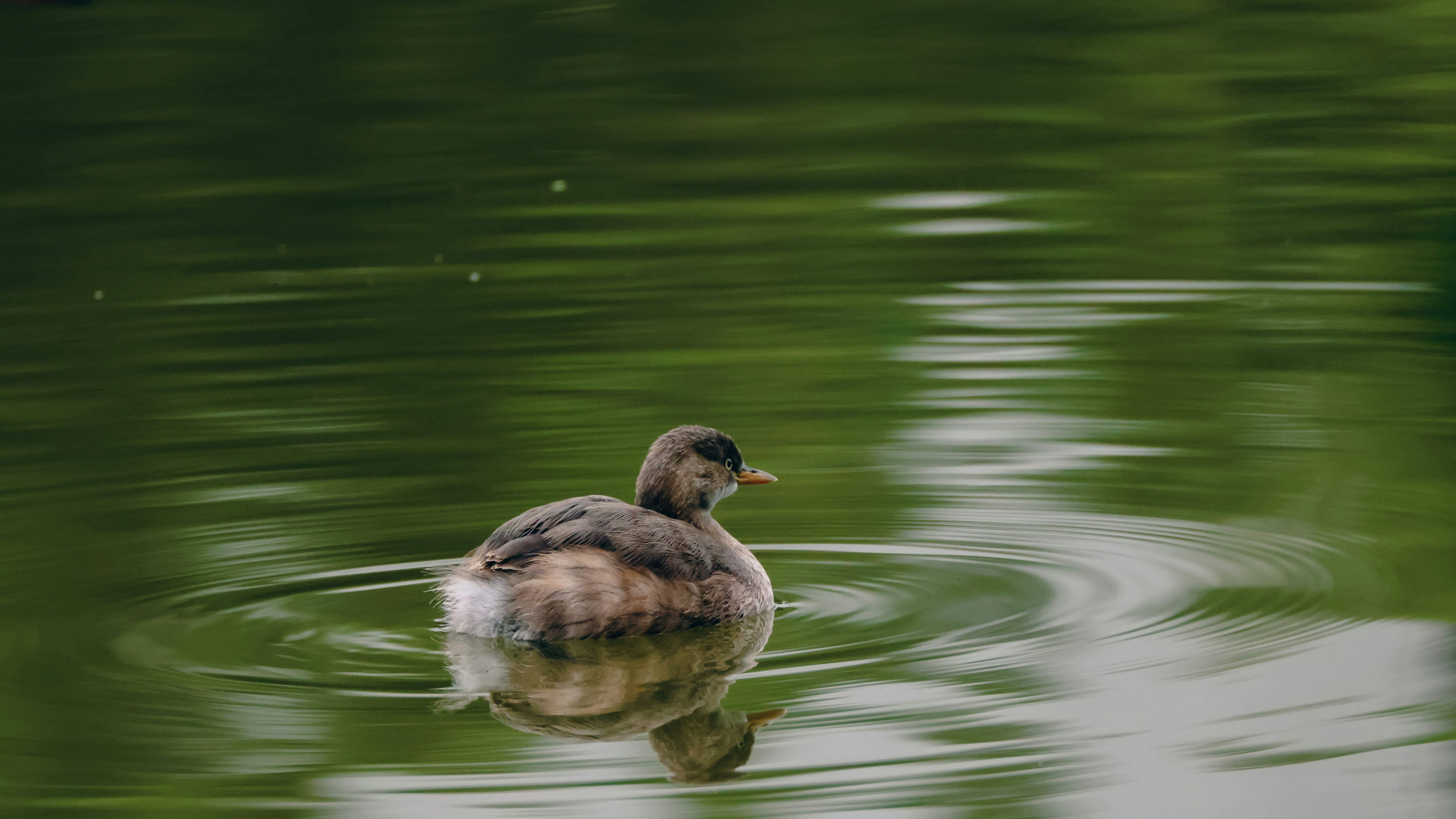 Photo by dickenslin76