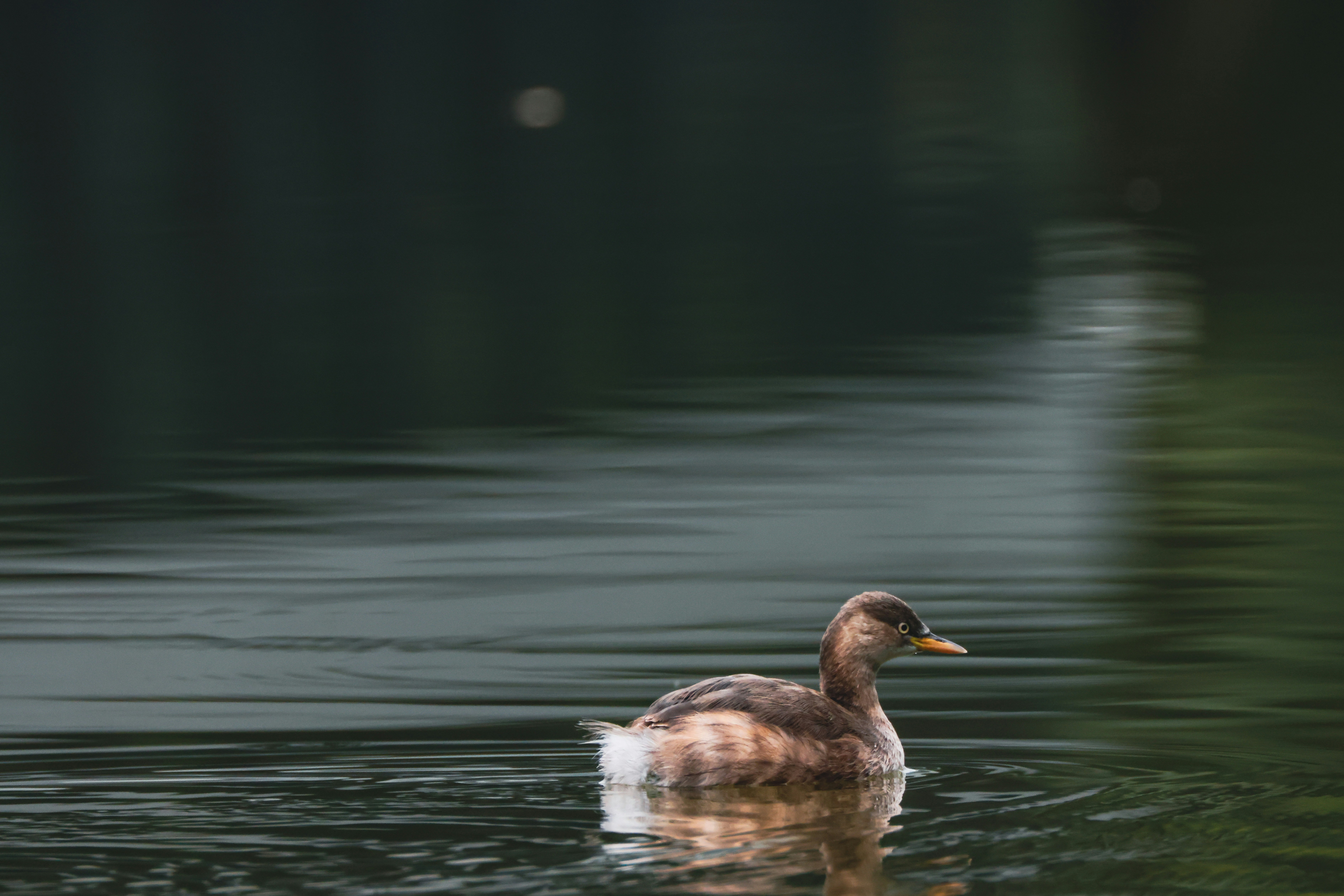 Photo by dickenslin76