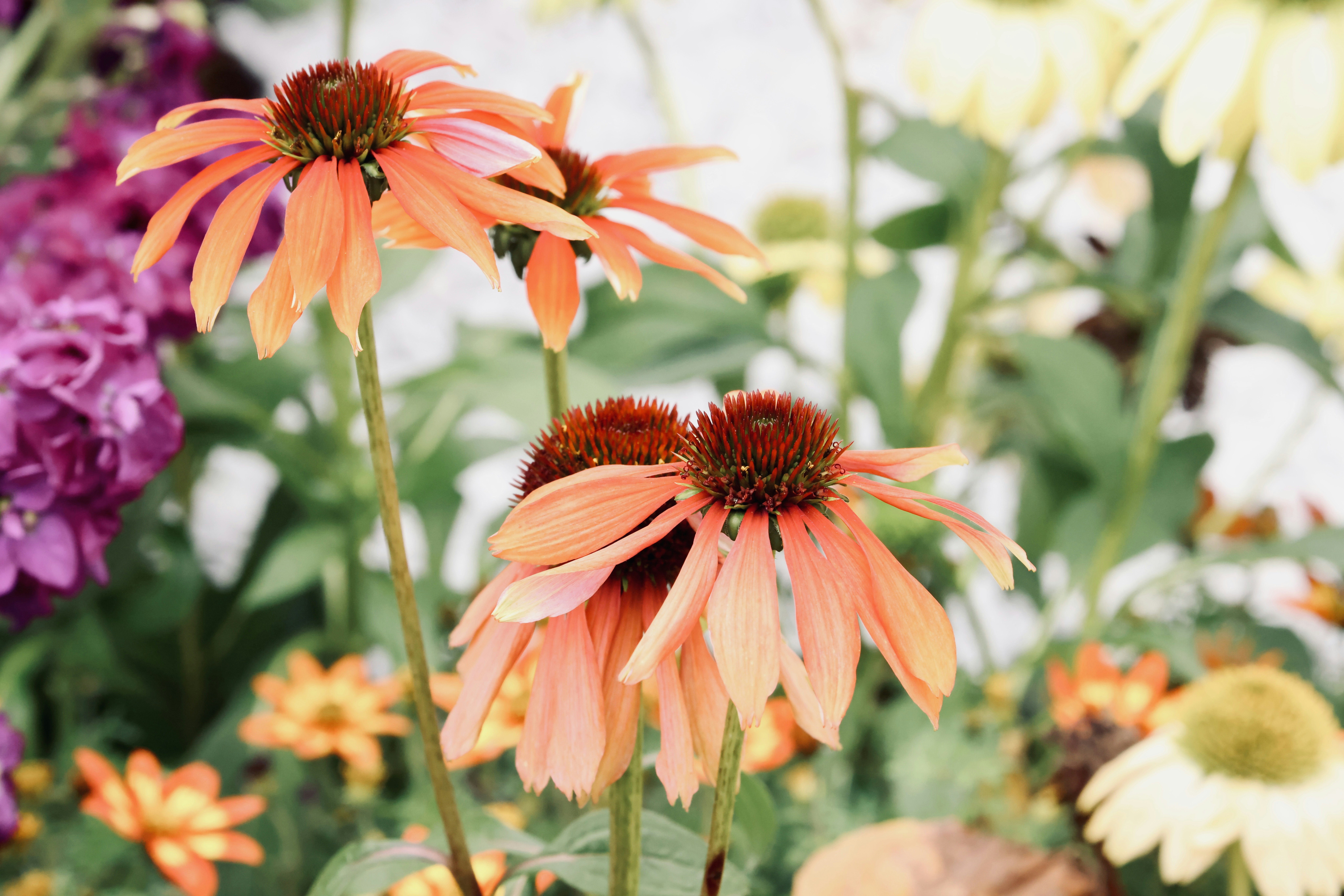 Photo by dickenslin76