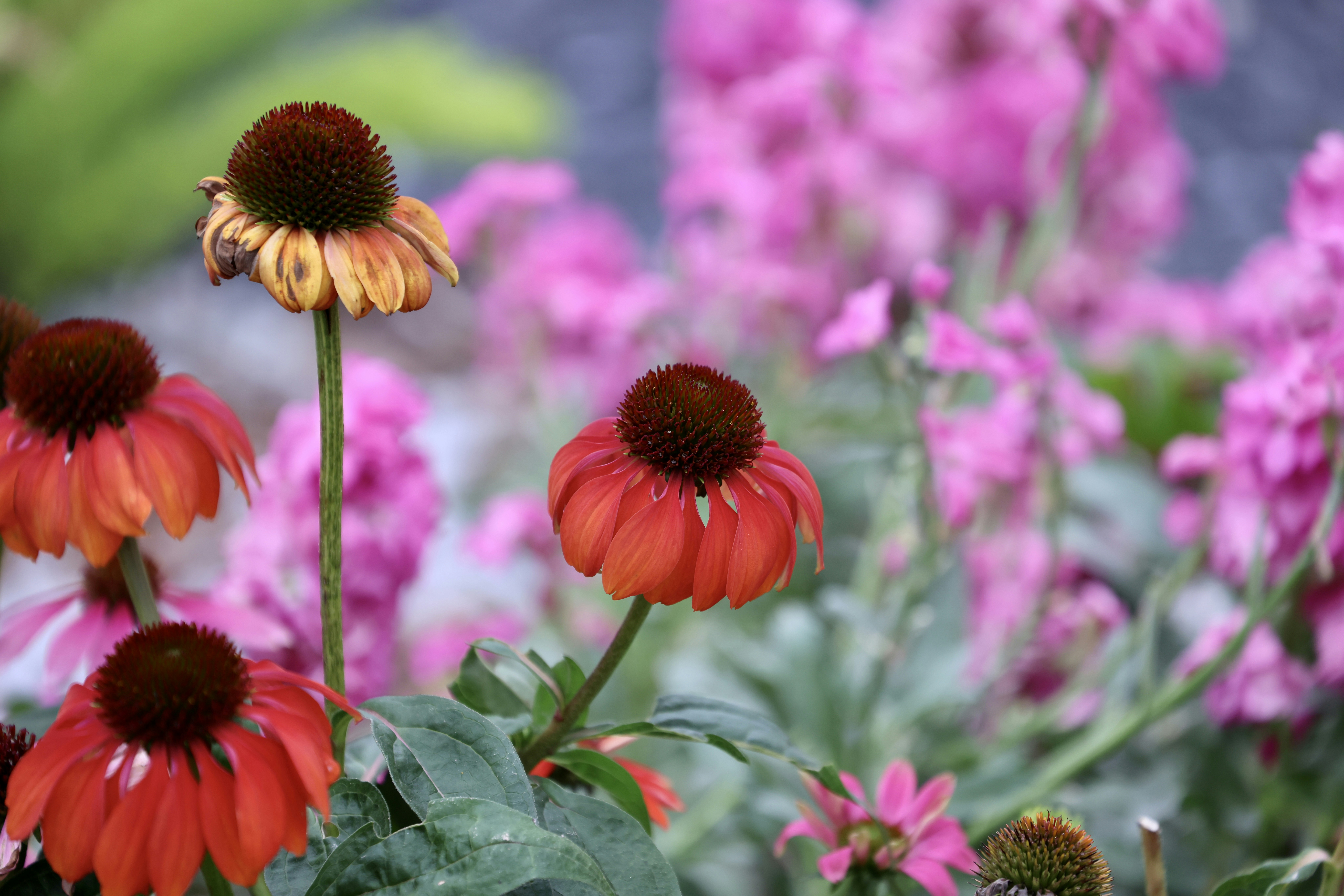 Photo by dickenslin76