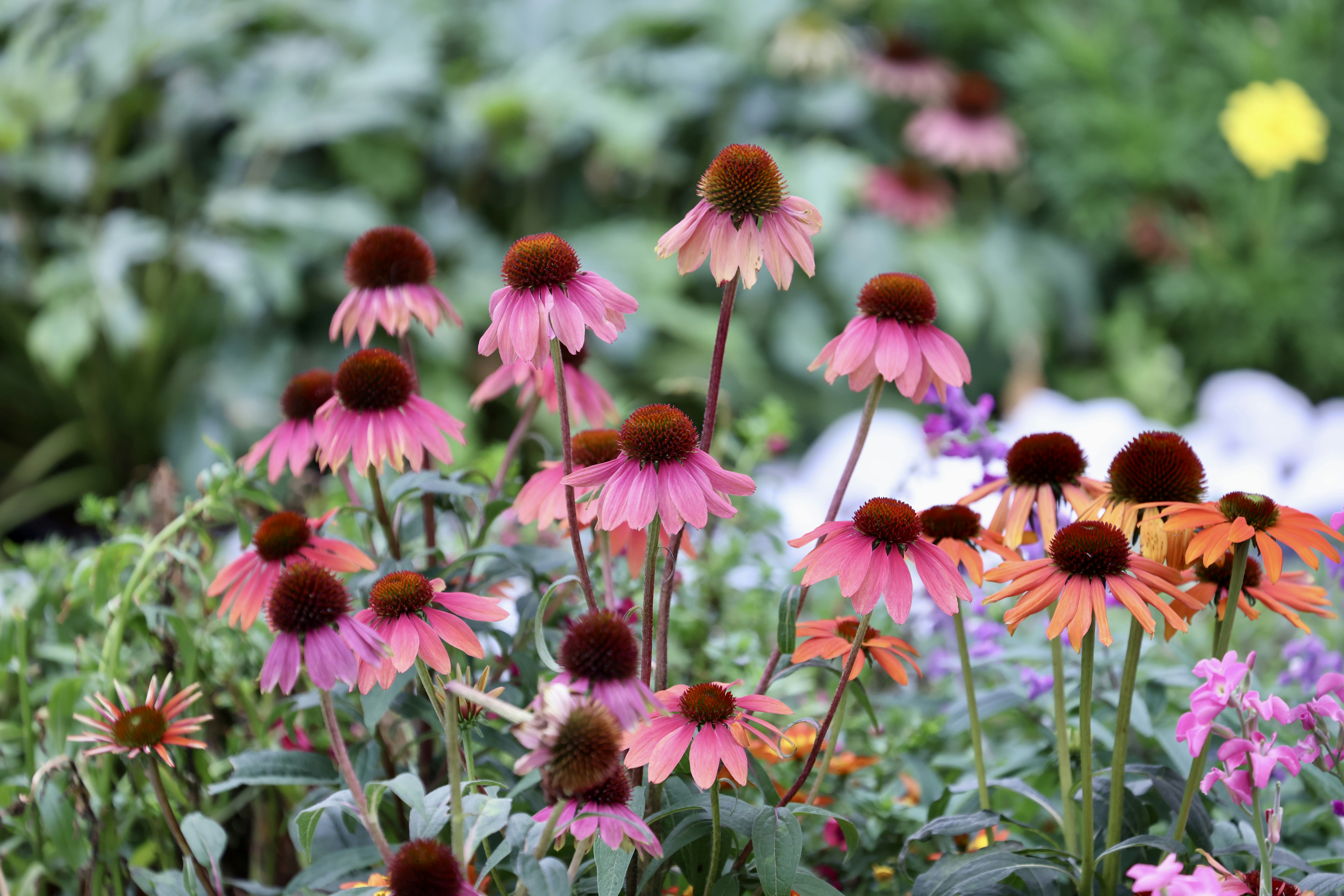 Photo by dickenslin76