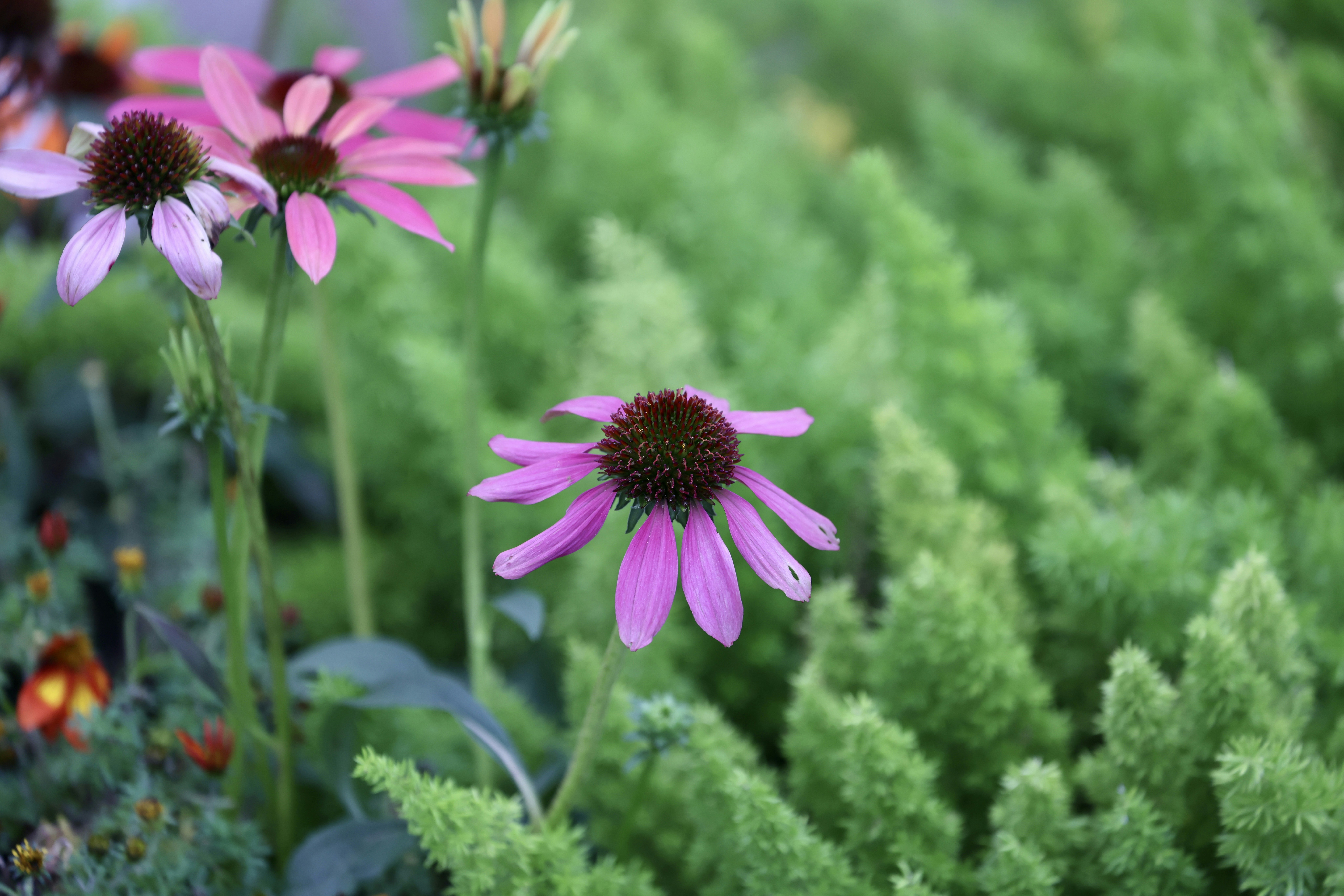 Photo by dickenslin76