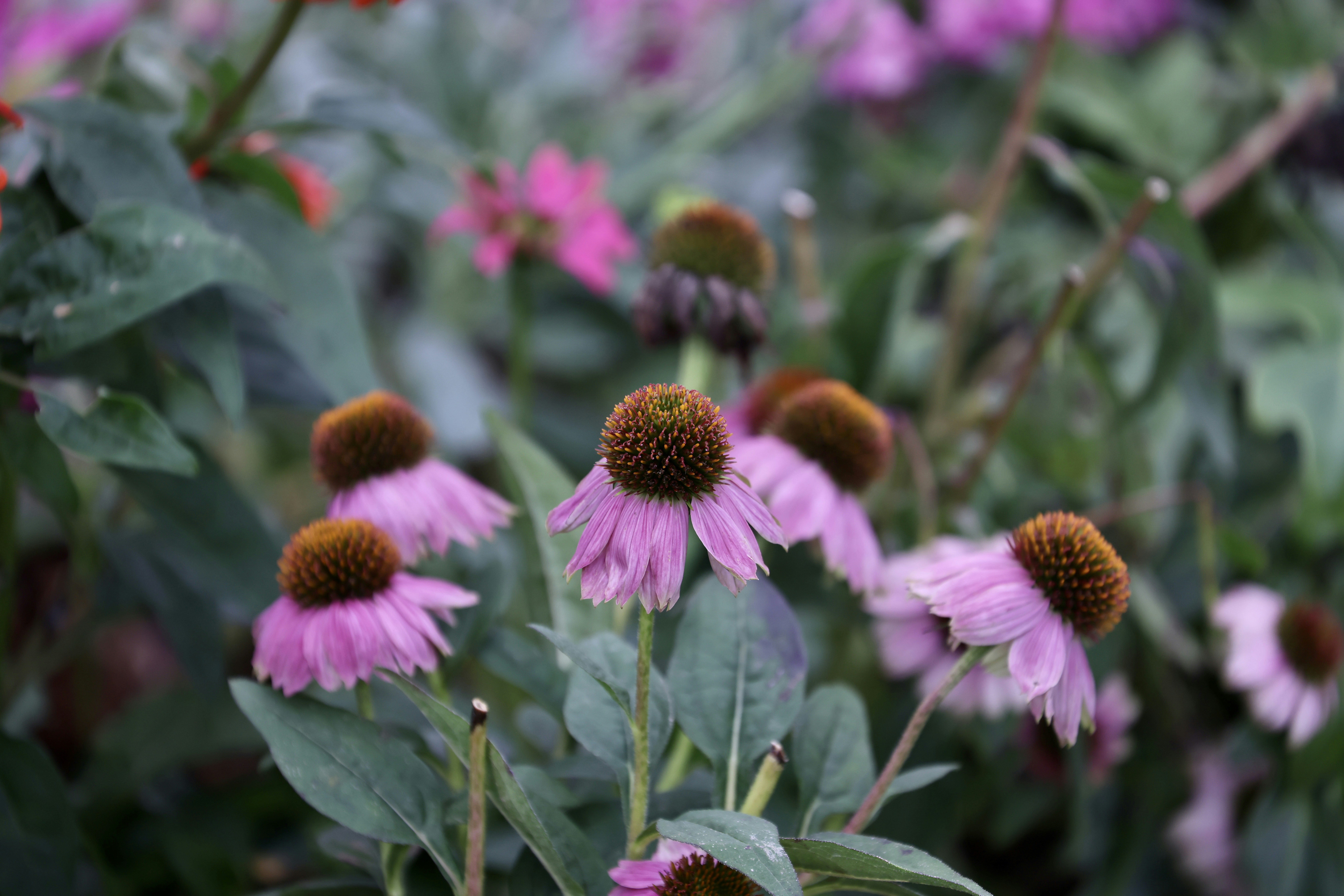 Photo by dickenslin76