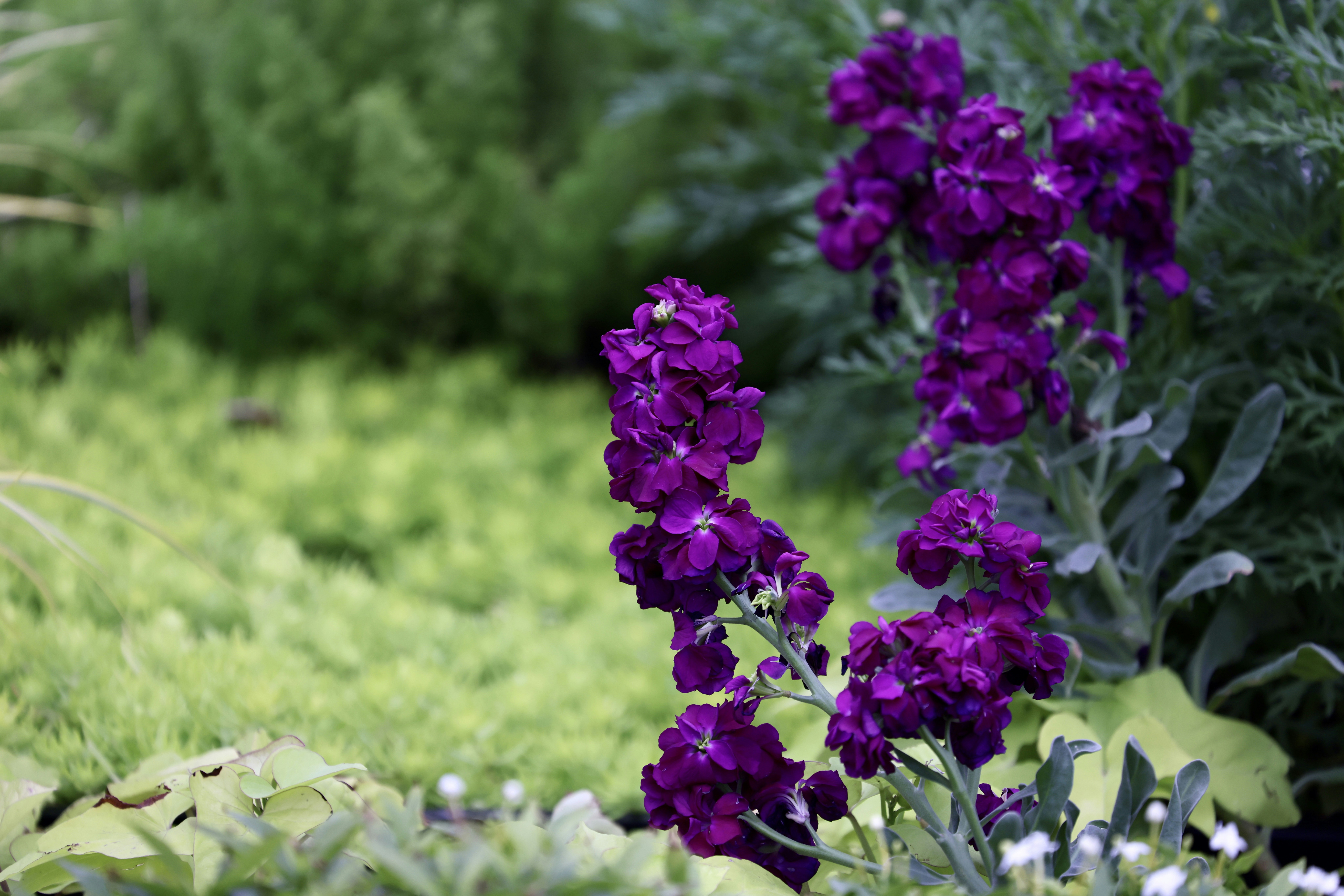 Photo by dickenslin76