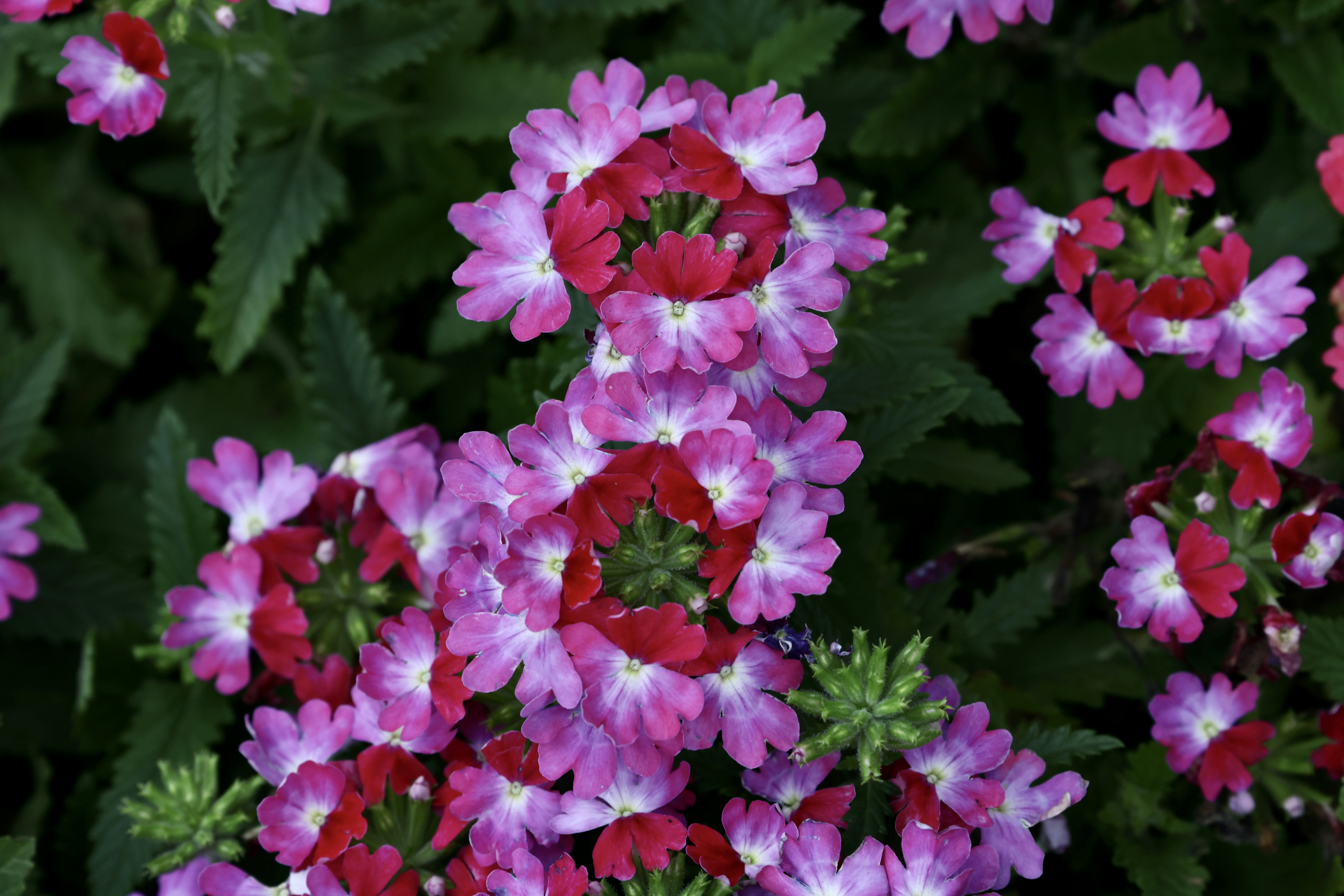 Photo by dickenslin76