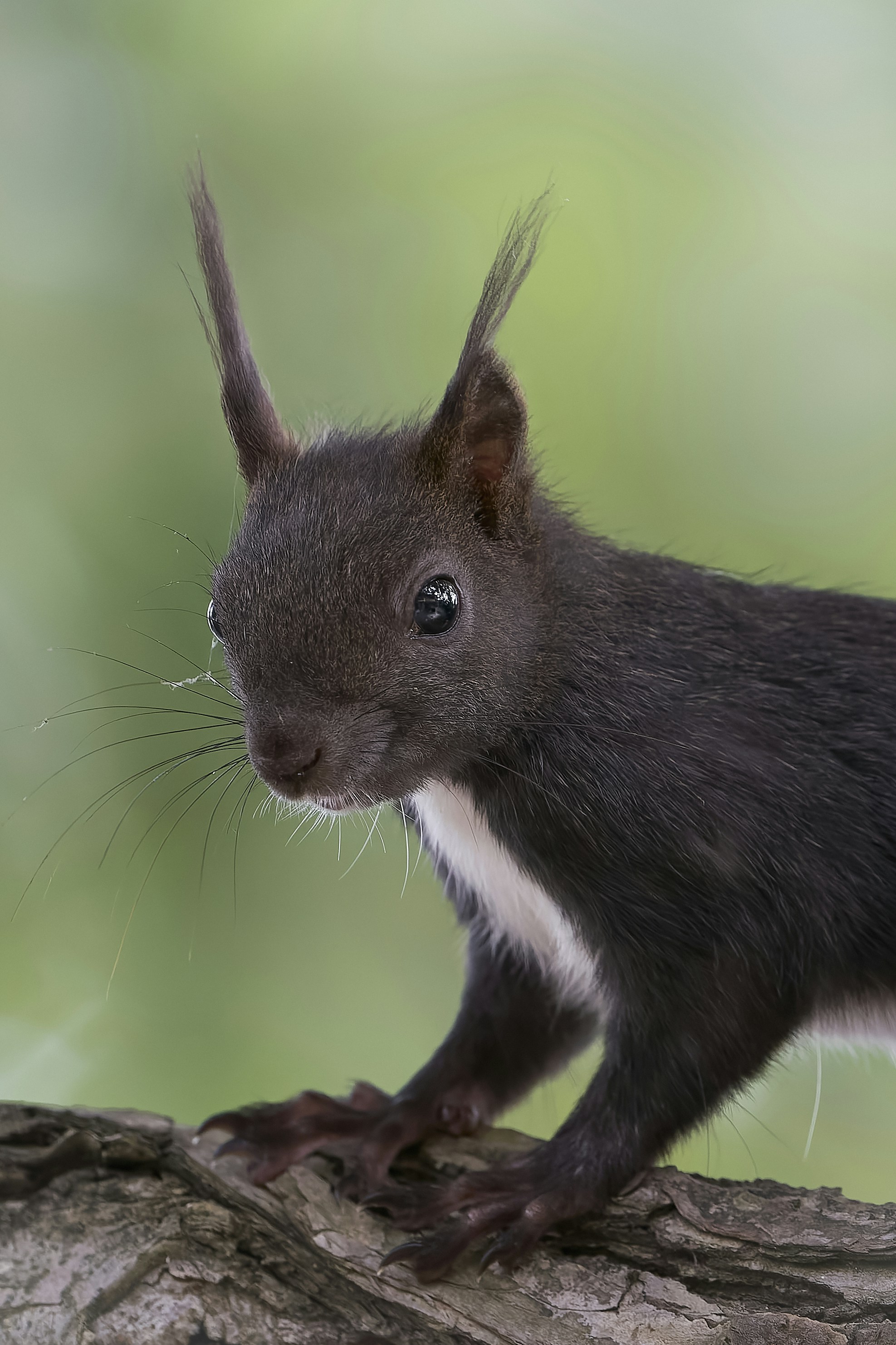 a close up of a small animal on a tree branch