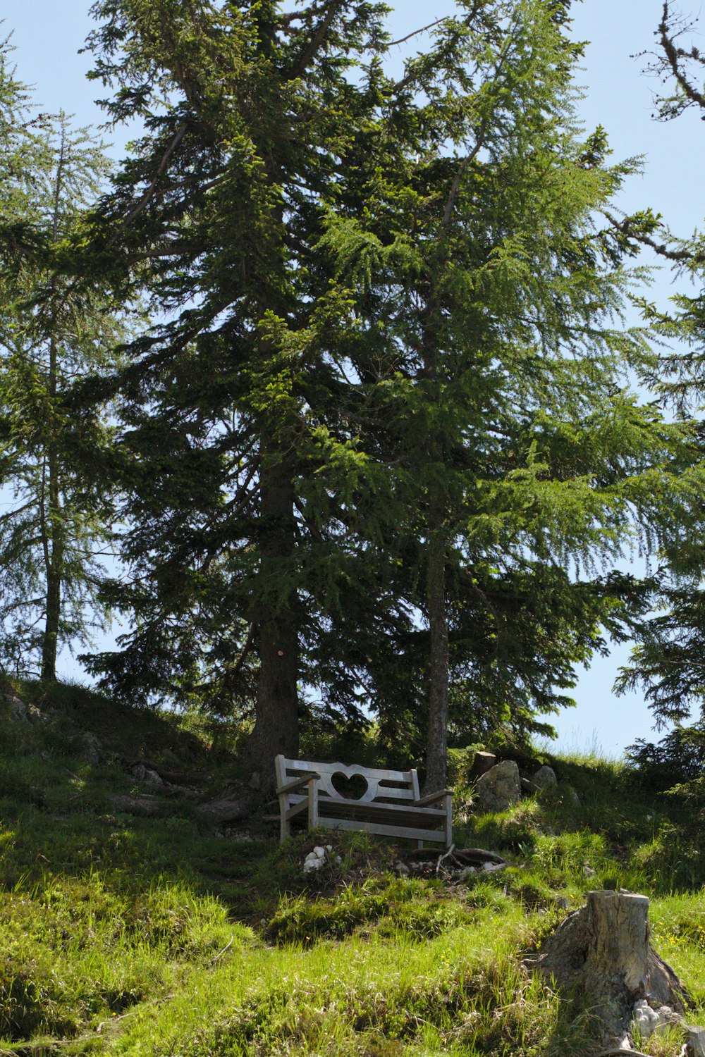 a bench in the middle of a grassy field