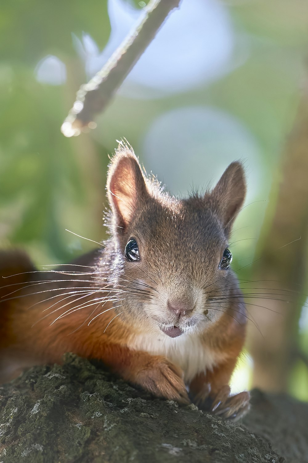 a squirrel sitting on top of a tree branch