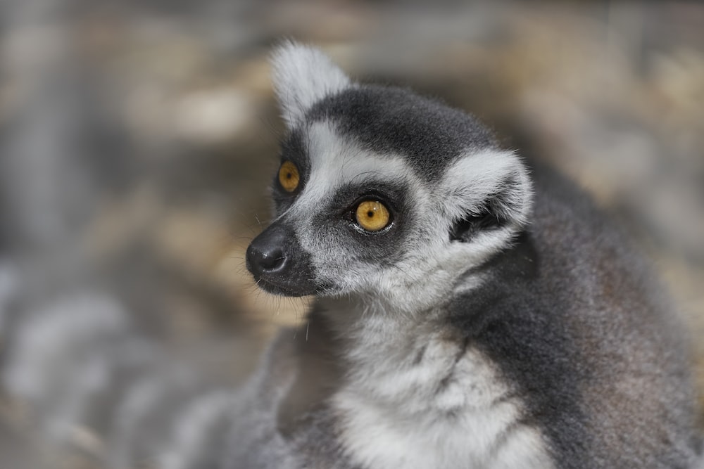 a close up of a small animal with a blurry background