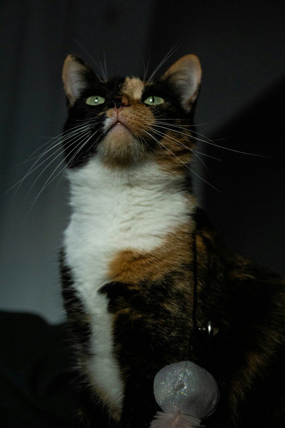 Un gato calicó sentado en la oscuridad mirando hacia arriba