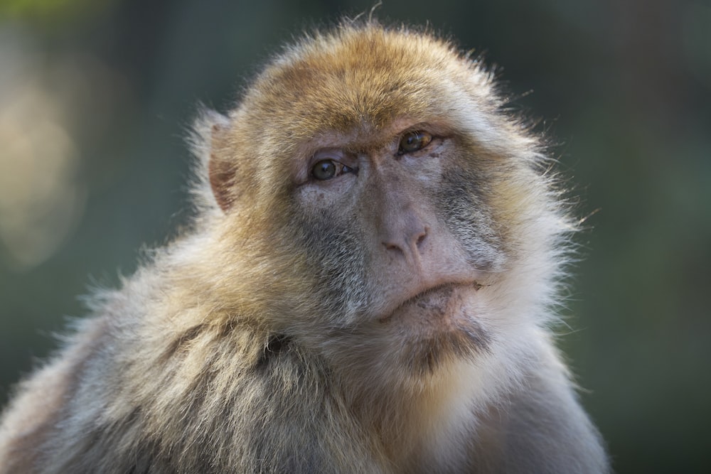 a close up of a monkey with a blurry background